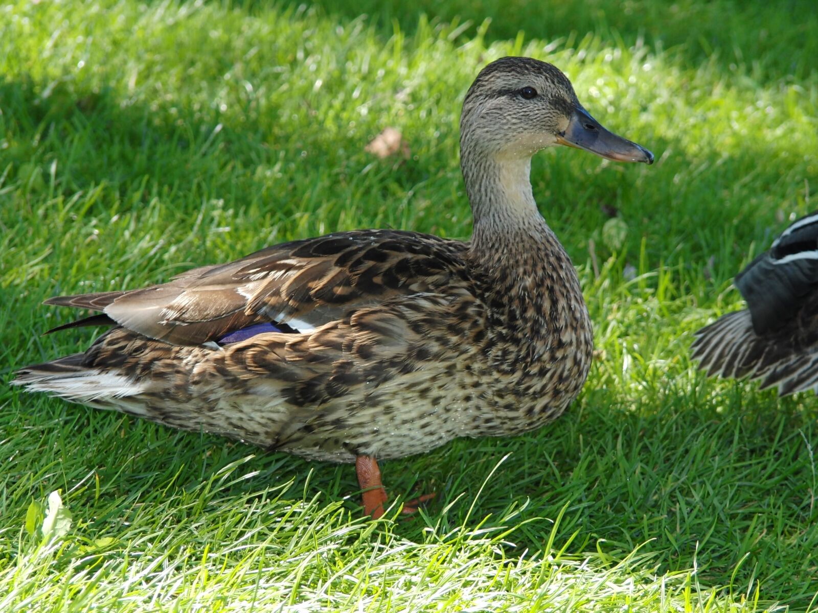 CASIO EX-F1 sample photo. Duck, meadow, bird photography