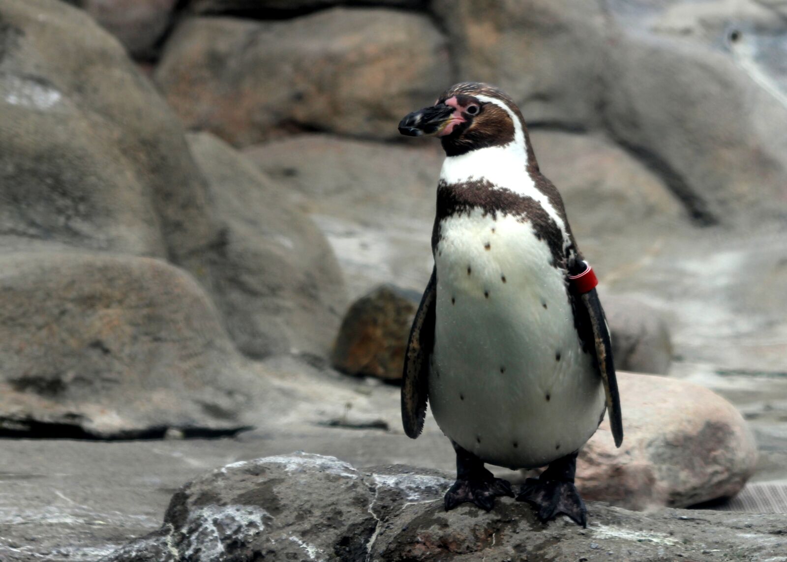 Canon EF 75-300mm f/4-5.6 sample photo. Penguin, zoo, bird photography