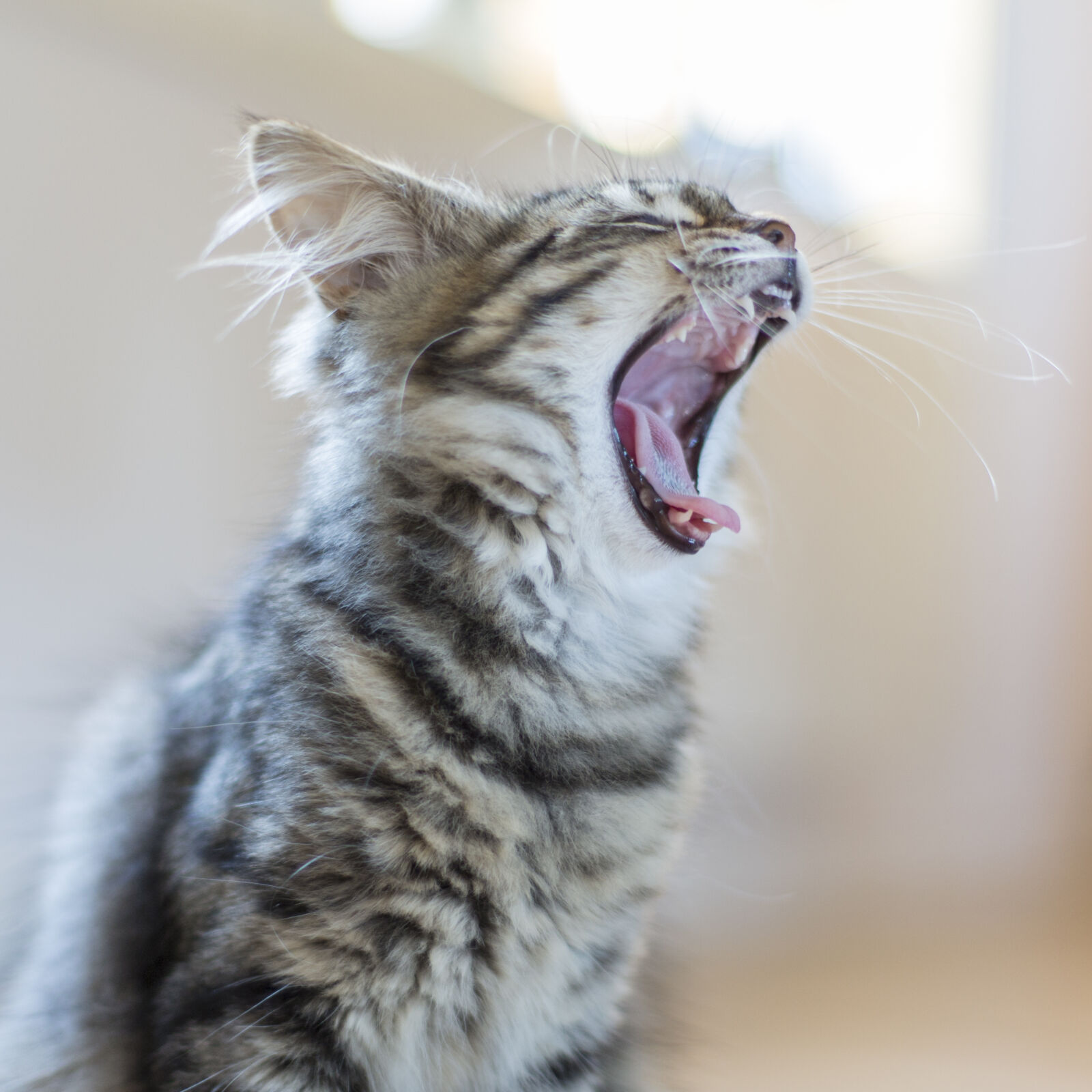 Canon EF 50mm F1.4 USM sample photo. Cat, cat, face, kitten photography