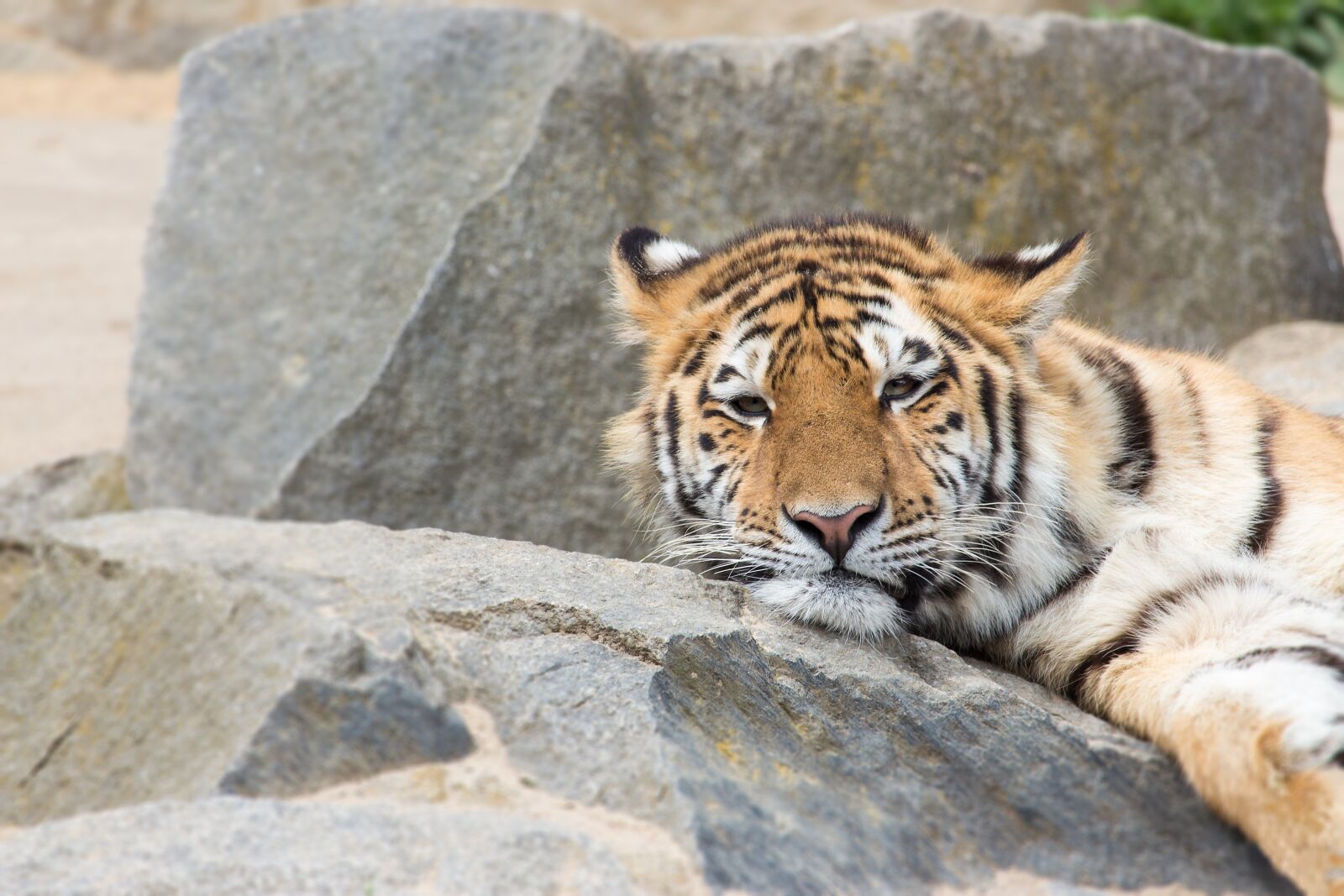 Canon EF-S 55-250mm F4-5.6 IS STM sample photo. Tiger, zoo, big cat photography