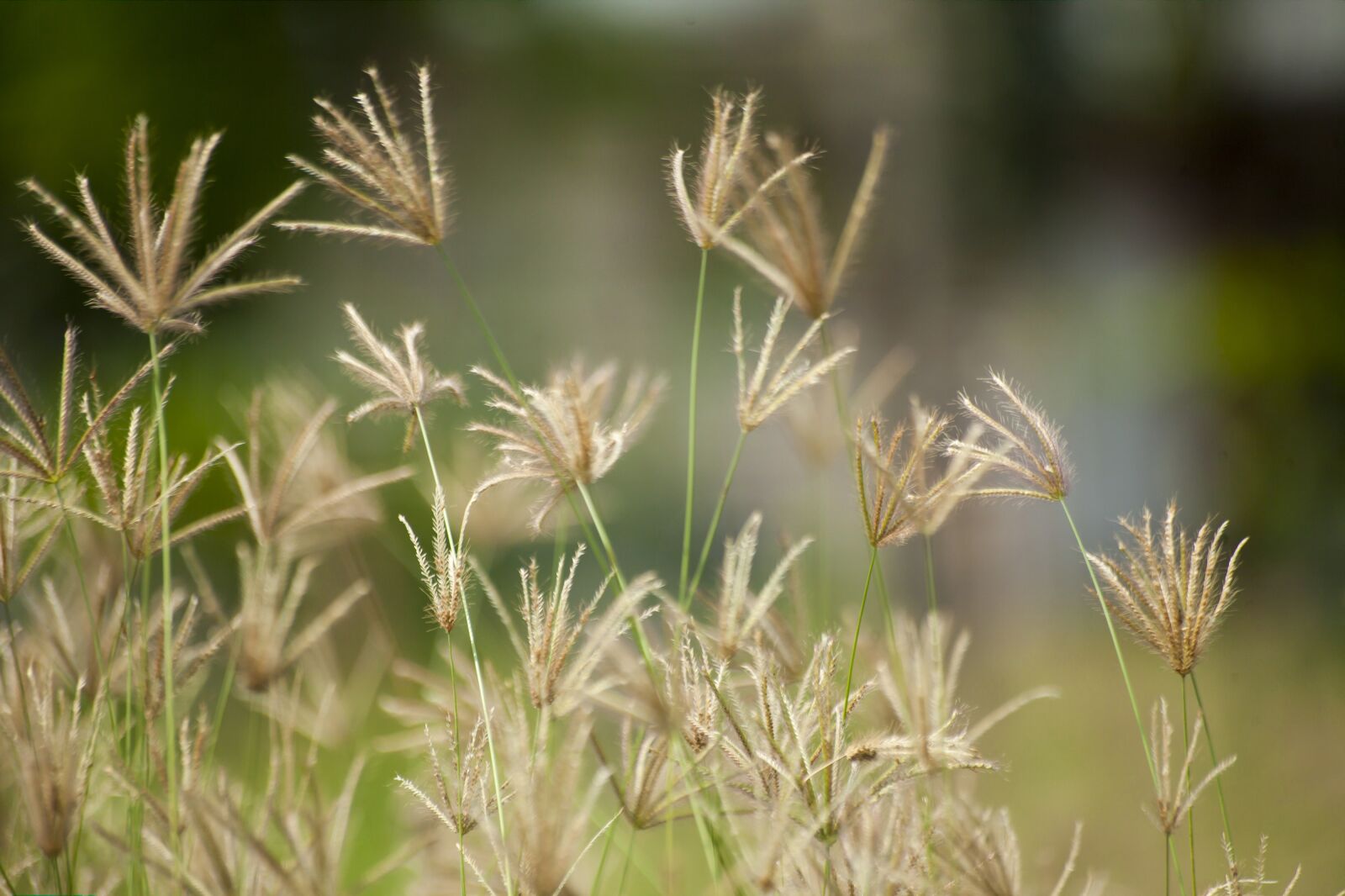 Canon EOS 5D Mark II sample photo. Grass, brown, nature photography