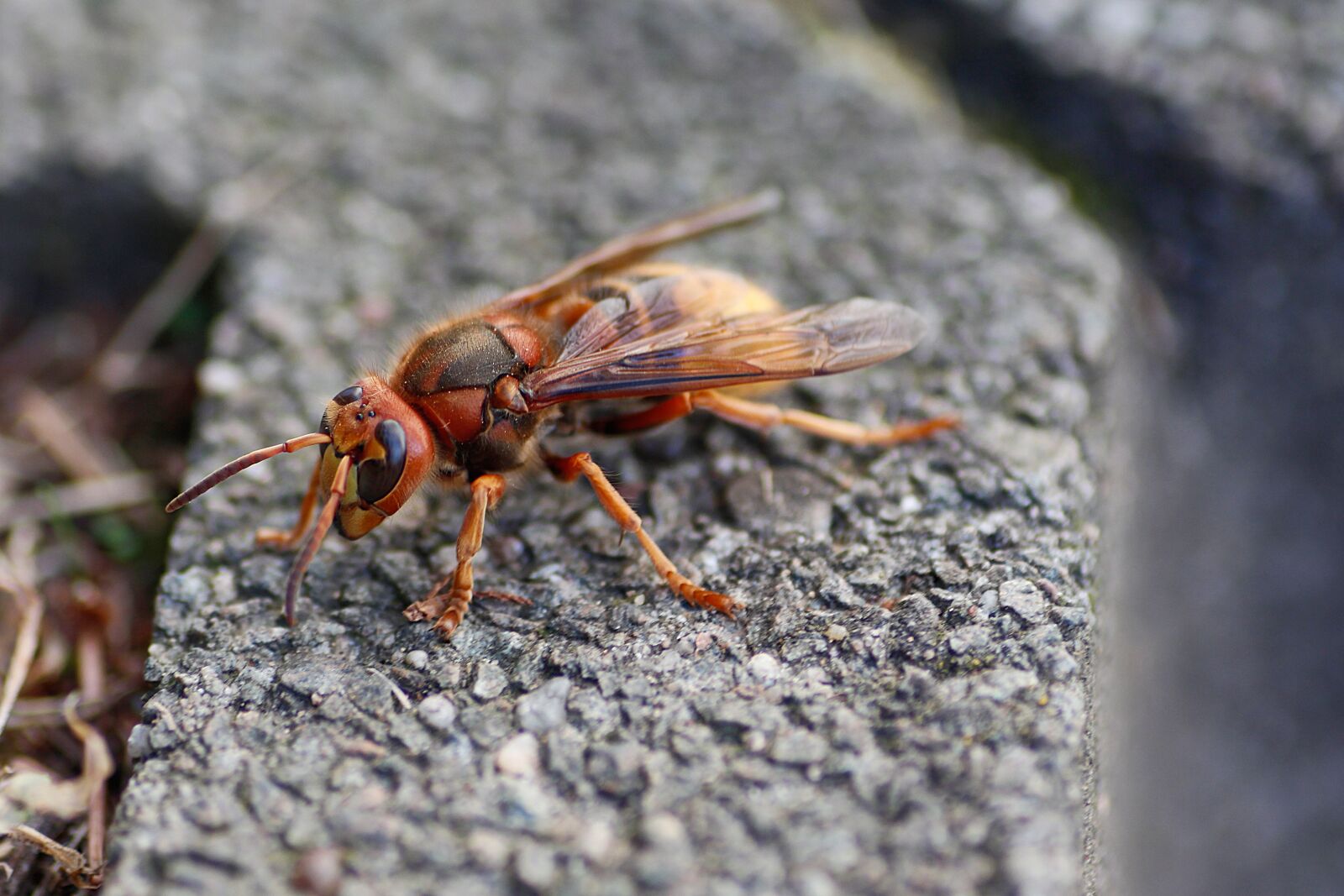 Canon EOS 650D (EOS Rebel T4i / EOS Kiss X6i) sample photo. Hornet, insect, close up photography