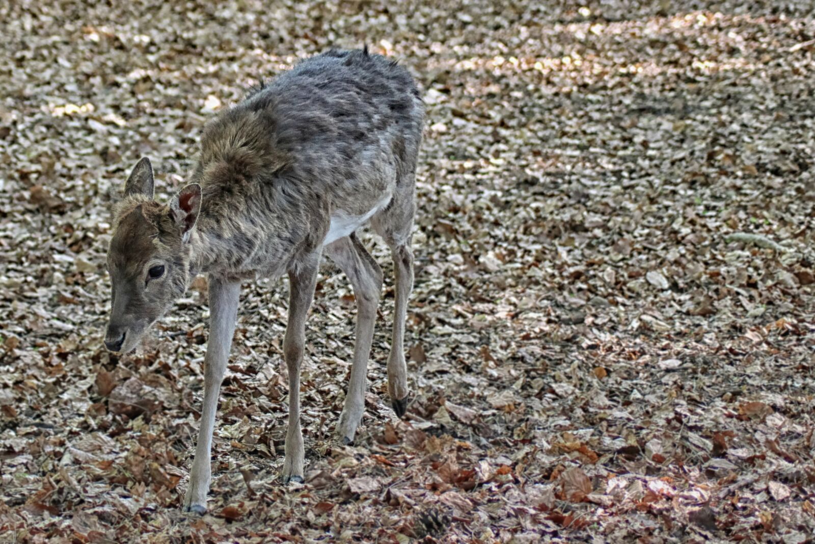 Canon EOS 600D (Rebel EOS T3i / EOS Kiss X5) sample photo. Roe deer, fallow deer photography