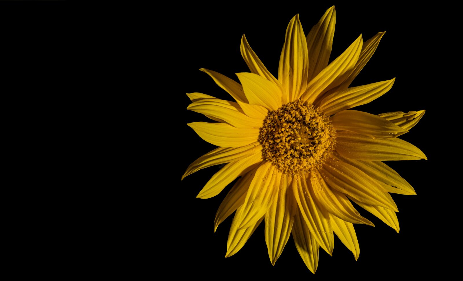 Canon EF 50mm F1.8 STM sample photo. Flower, sunflower, dark photography