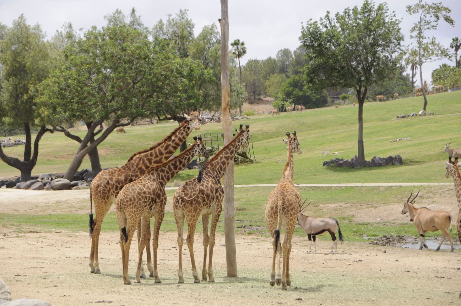 Nikon D90 sample photo. Giraffes, wild, zoo photography