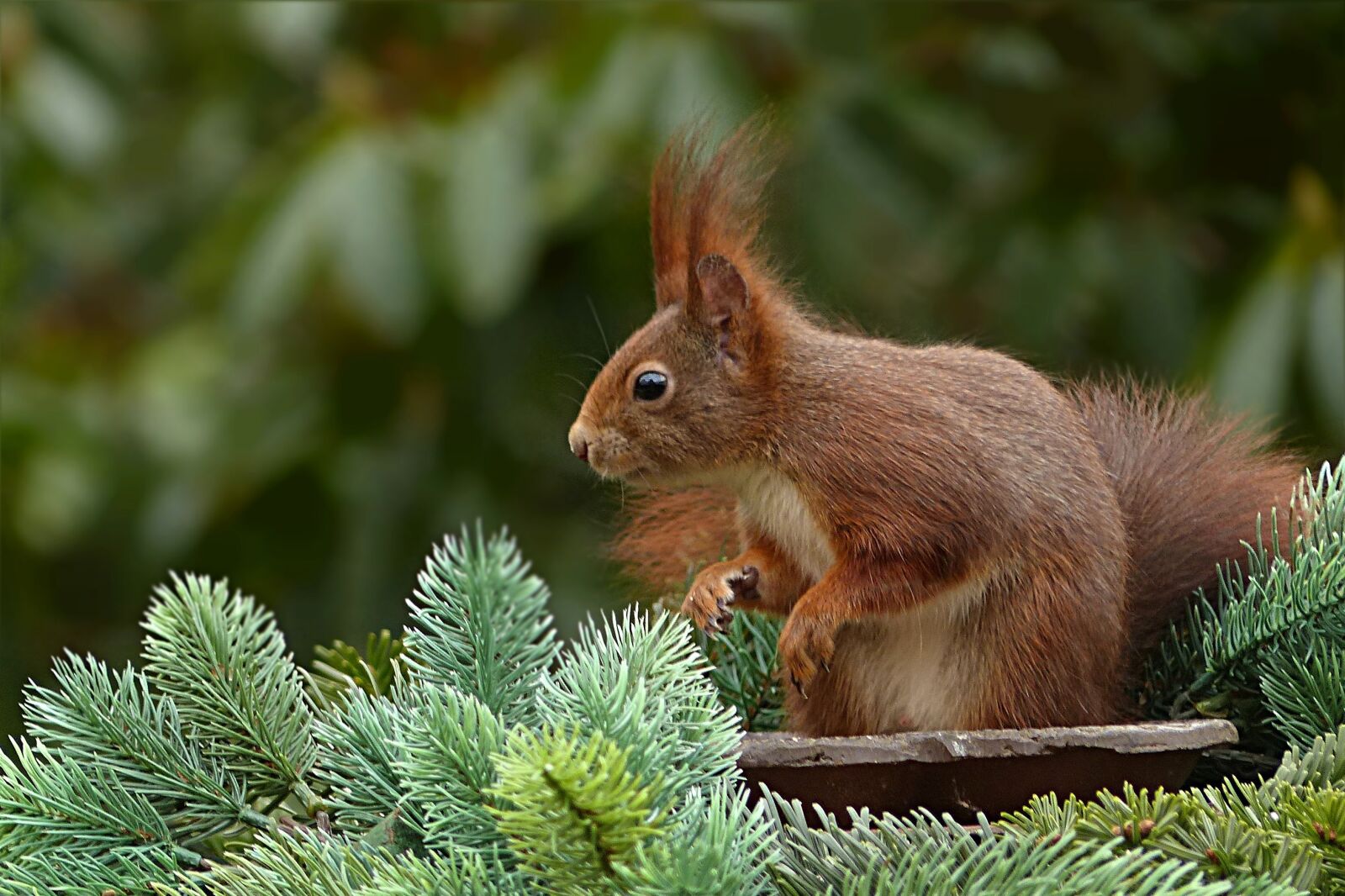 Panasonic Lumix DMC-FZ200 sample photo. Animal, squirrel, sciurus vulgaris photography