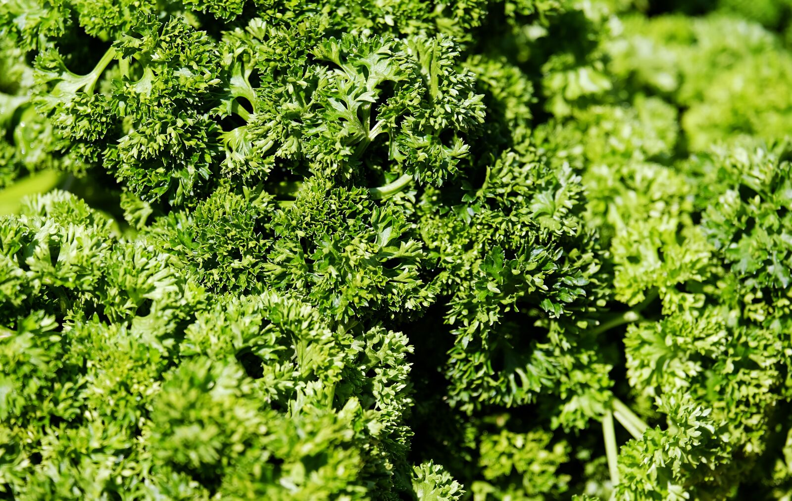 Fujifilm XF 55-200mm F3.5-4.8 R LM OIS sample photo. Parsley, petroselinum crispum, green photography