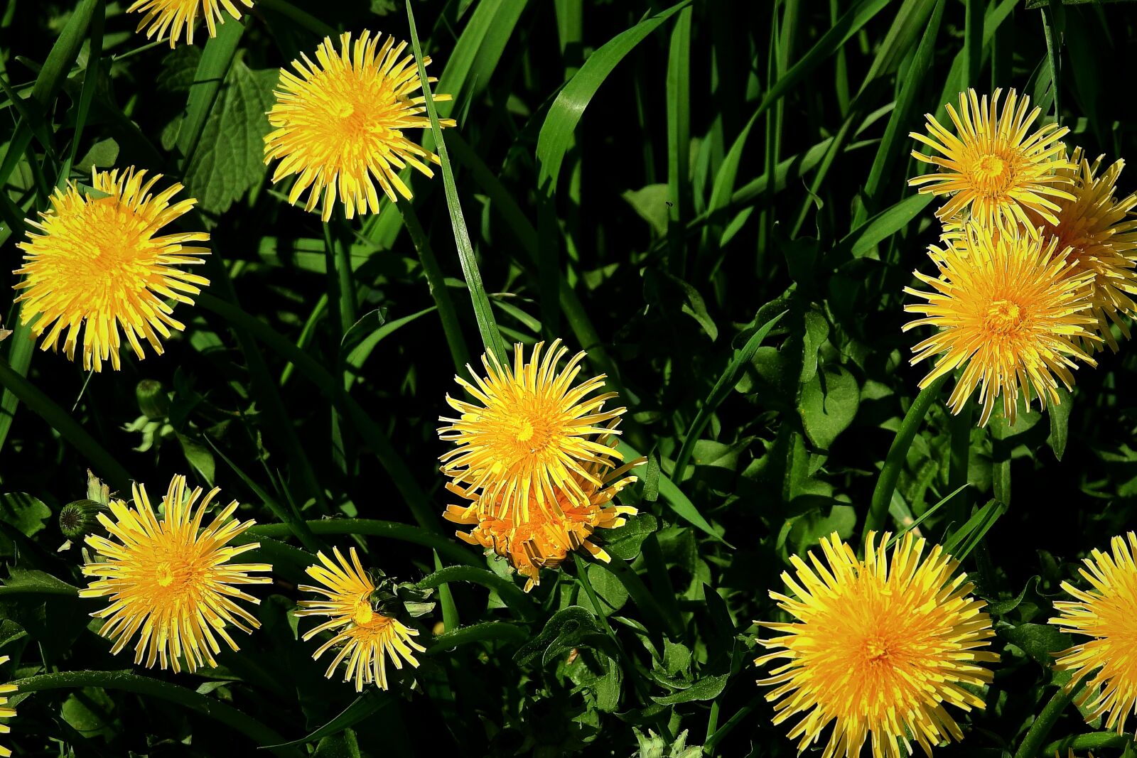 Nikon Coolpix P900 sample photo. Flower, plant, nature photography