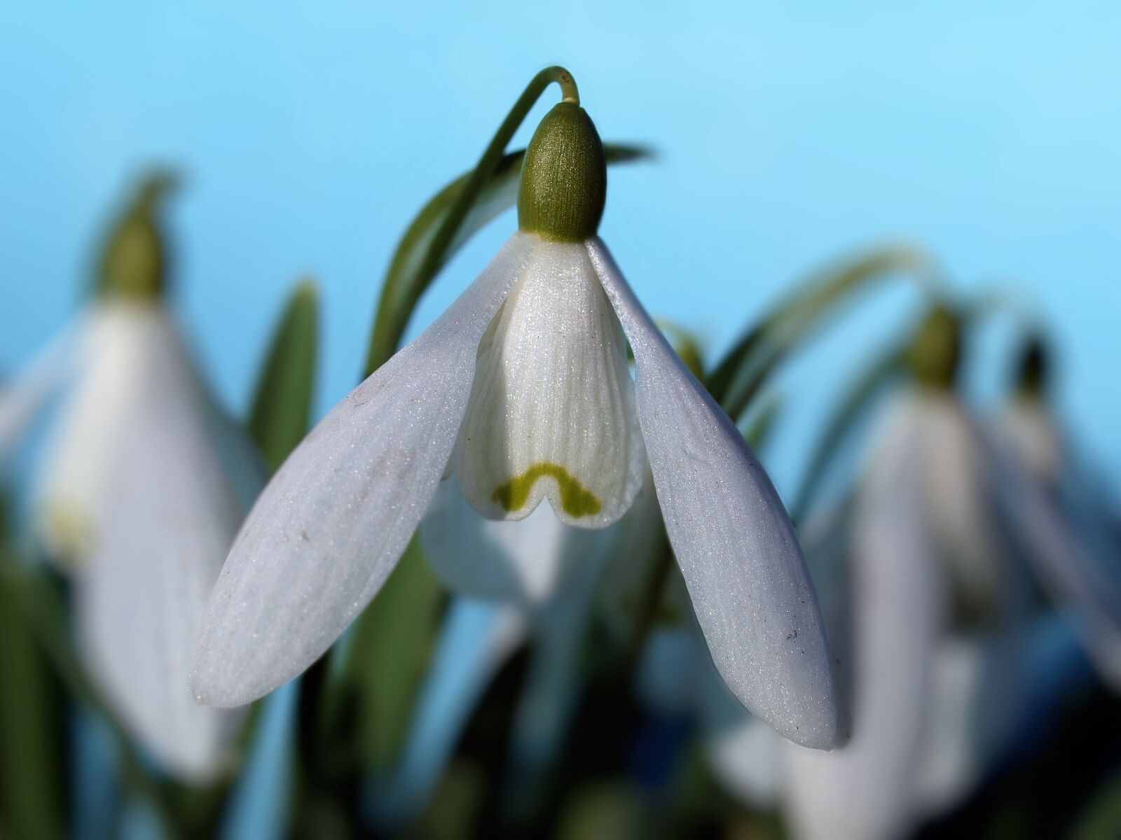 Olympus E-520 (EVOLT E-520) sample photo. Snowdrops, flowers, winter photography