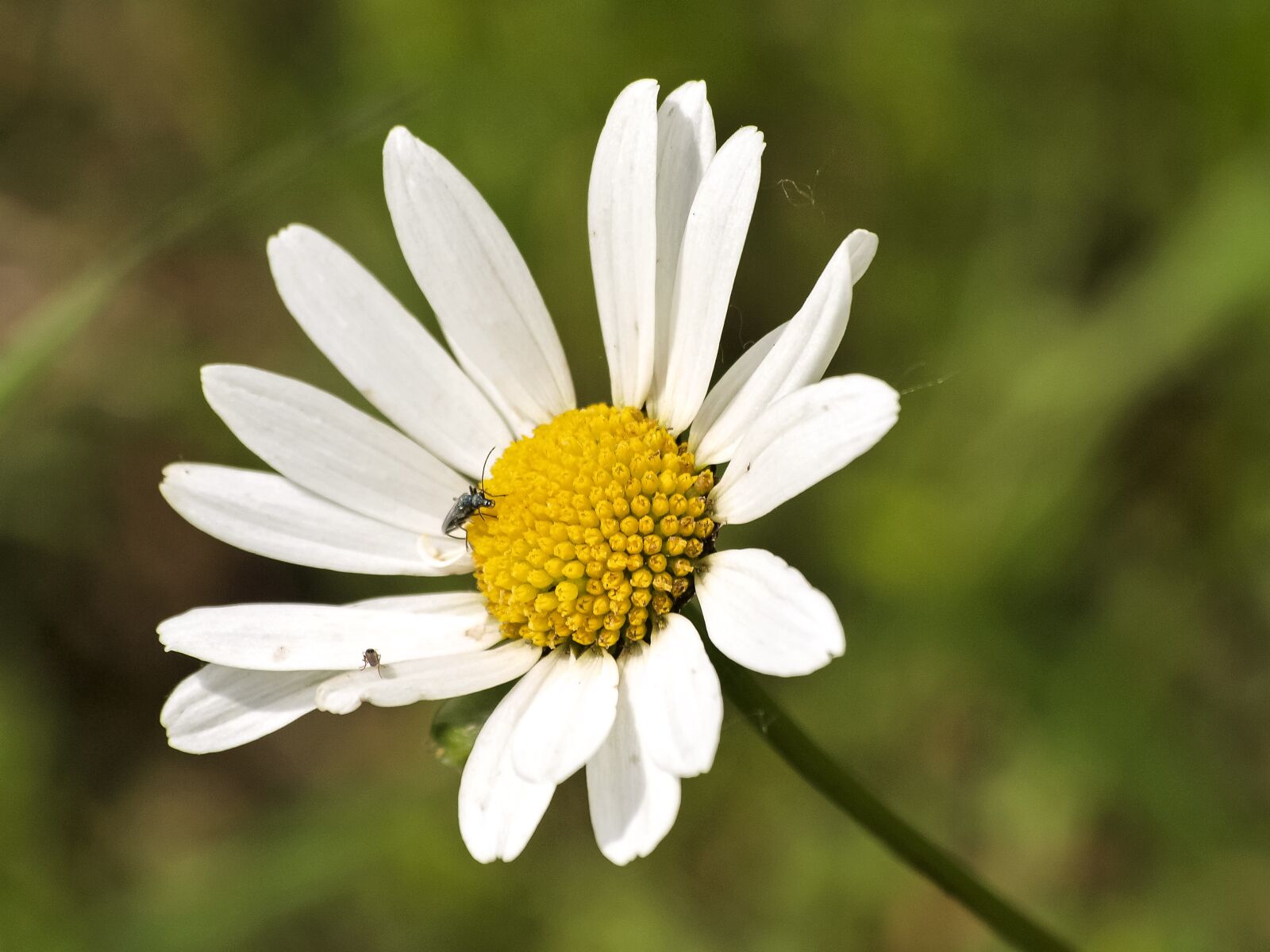 Olympus E-3 sample photo. Marguerite, flower, plant photography