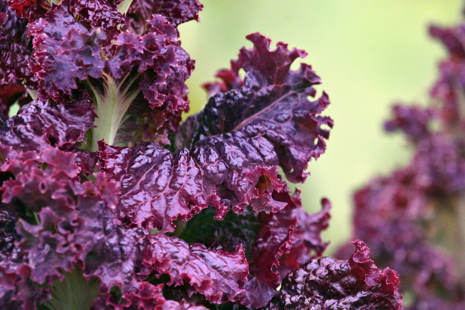 Nikon D3400 sample photo. Lettuce, vegetables, leaves photography