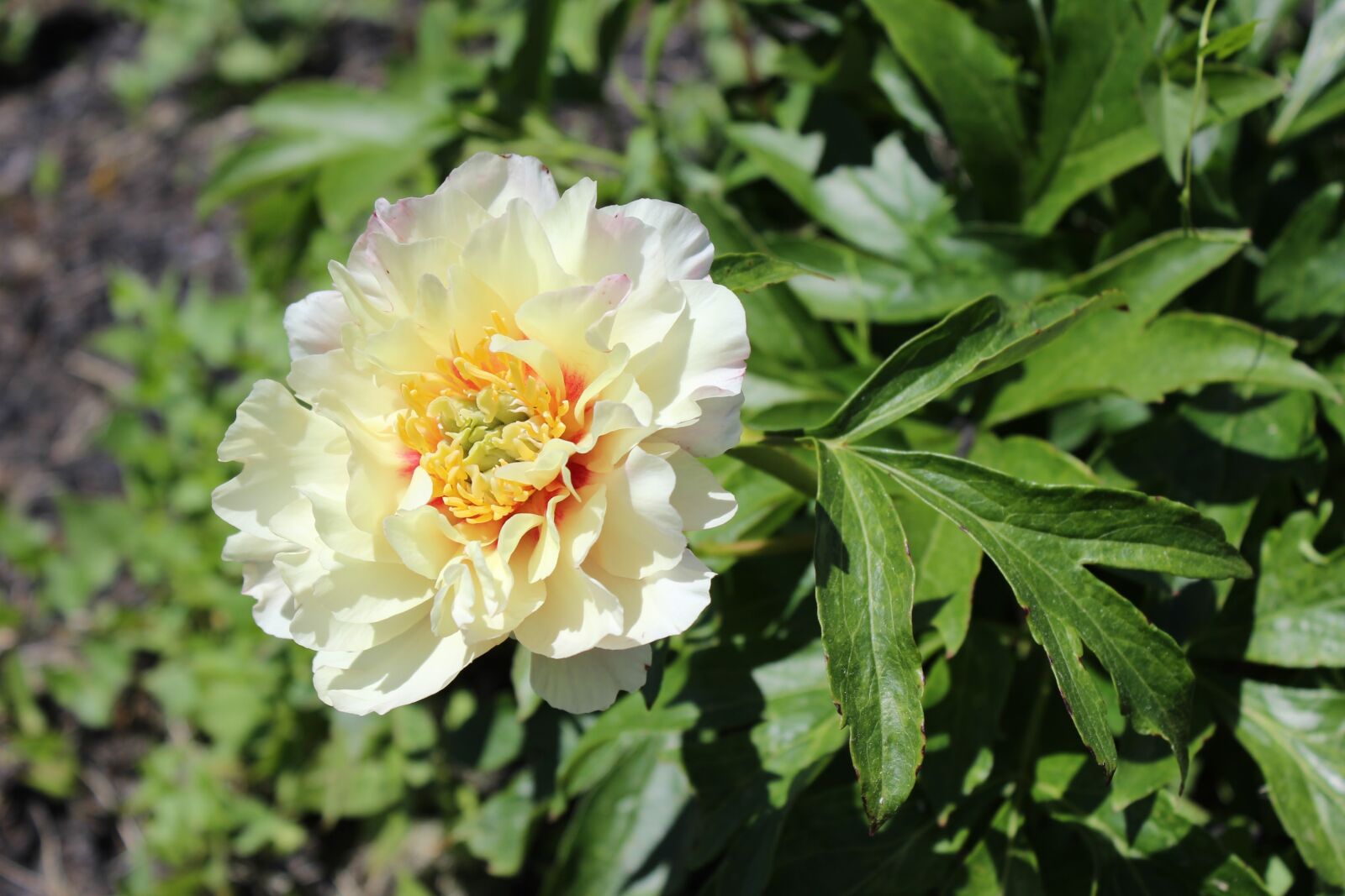 Canon EOS 600D (Rebel EOS T3i / EOS Kiss X5) sample photo. White, peony, flower photography