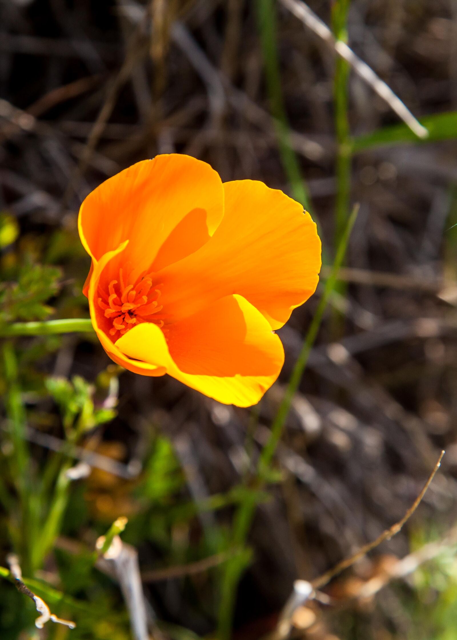 Canon EF 24-105mm F4L IS USM sample photo. Poppy, flower photography