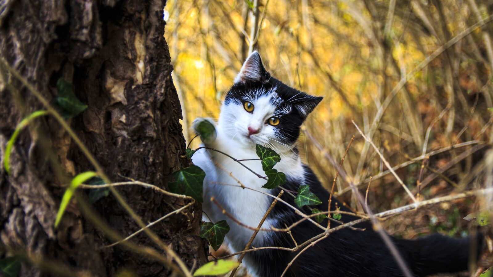 Canon EOS 650D (EOS Rebel T4i / EOS Kiss X6i) sample photo. Cat portrait, cat, domestic photography