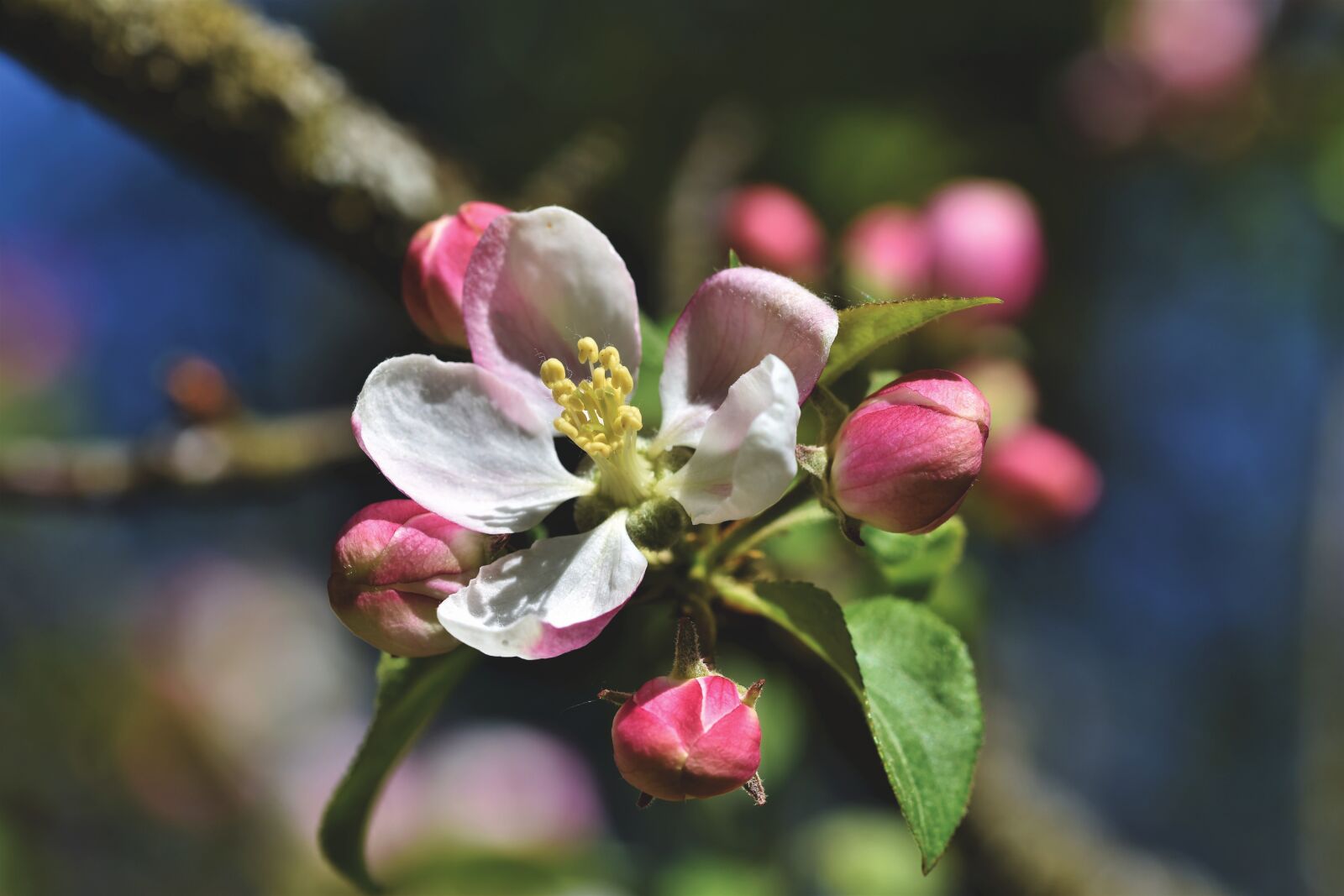 Nikon D7200 sample photo. Apple blossoms, apple tree photography