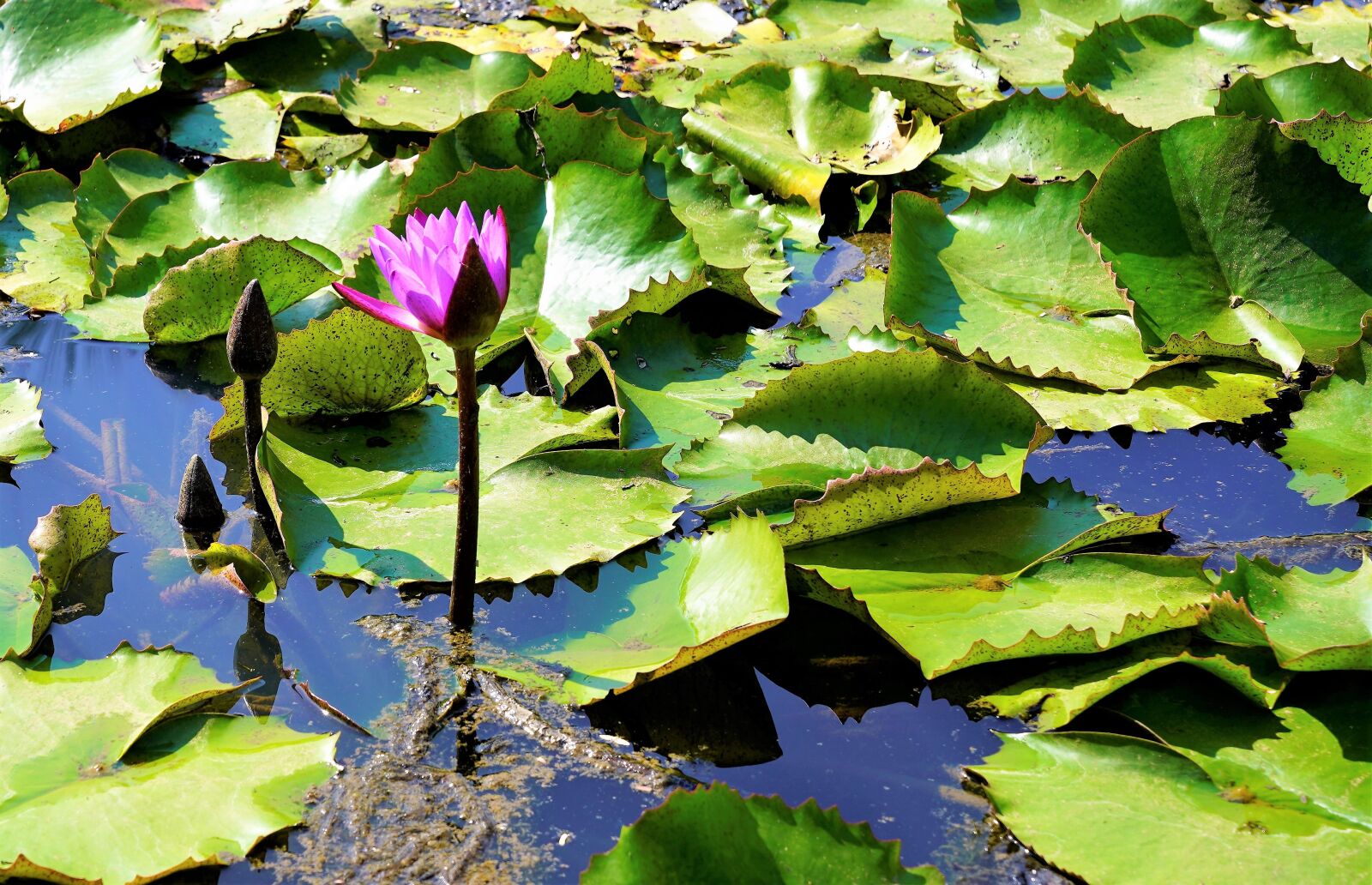 Sony a7 III + Sony Vario Tessar T* FE 24-70mm F4 ZA OSS sample photo. Blue lily, pond, water photography