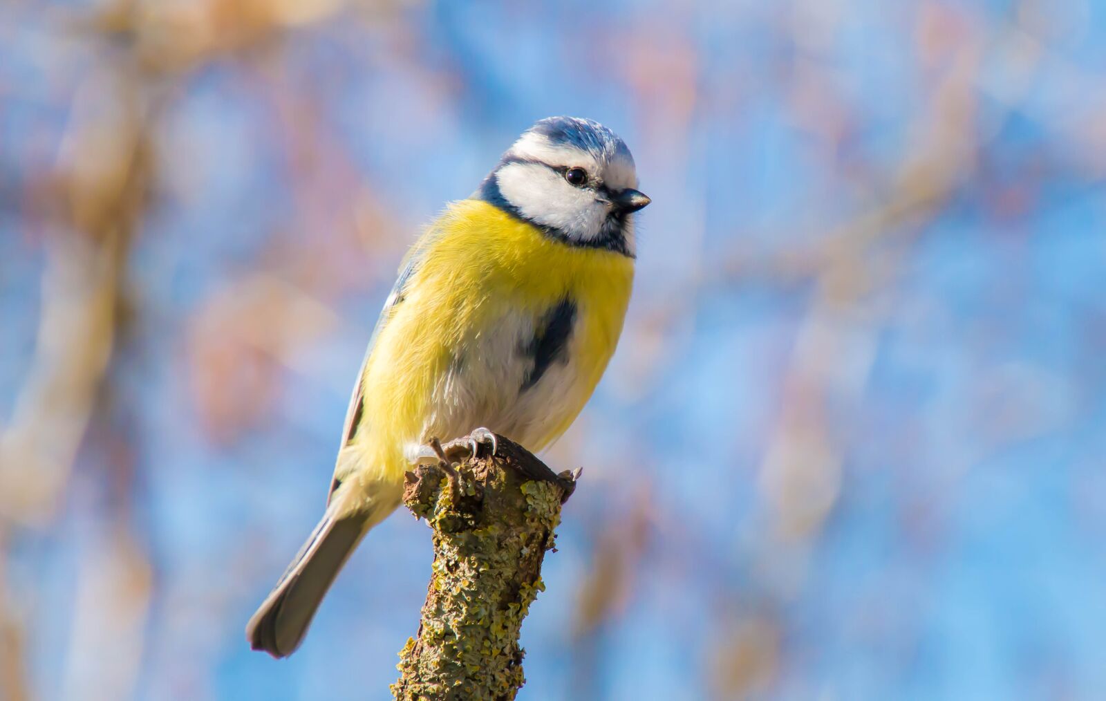 Canon EOS 70D sample photo. Tit, bird, pastel photography