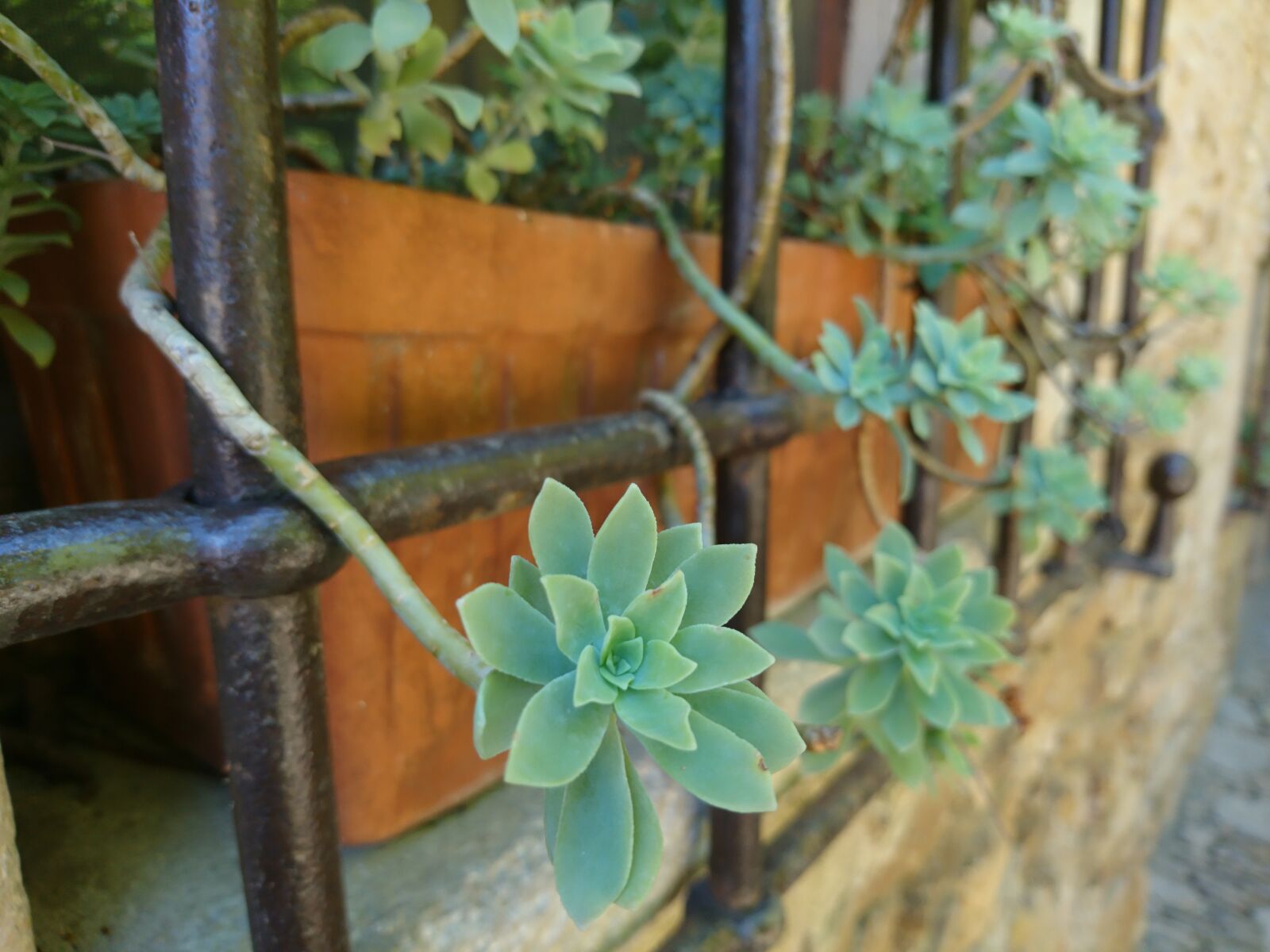 Sony Xperia X Compact sample photo. Plant, flower, flowerpot photography