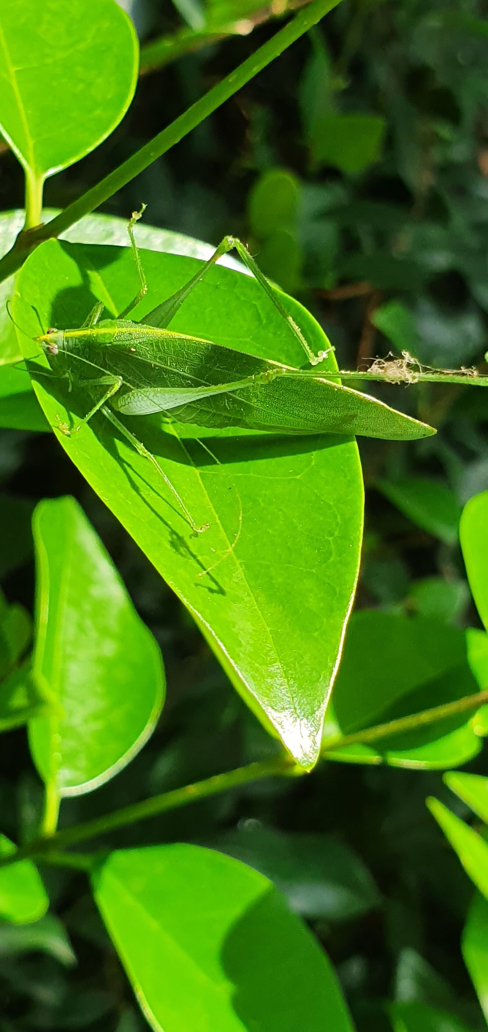 Samsung Galaxy S10 sample photo. Leaf insect, green, nature photography