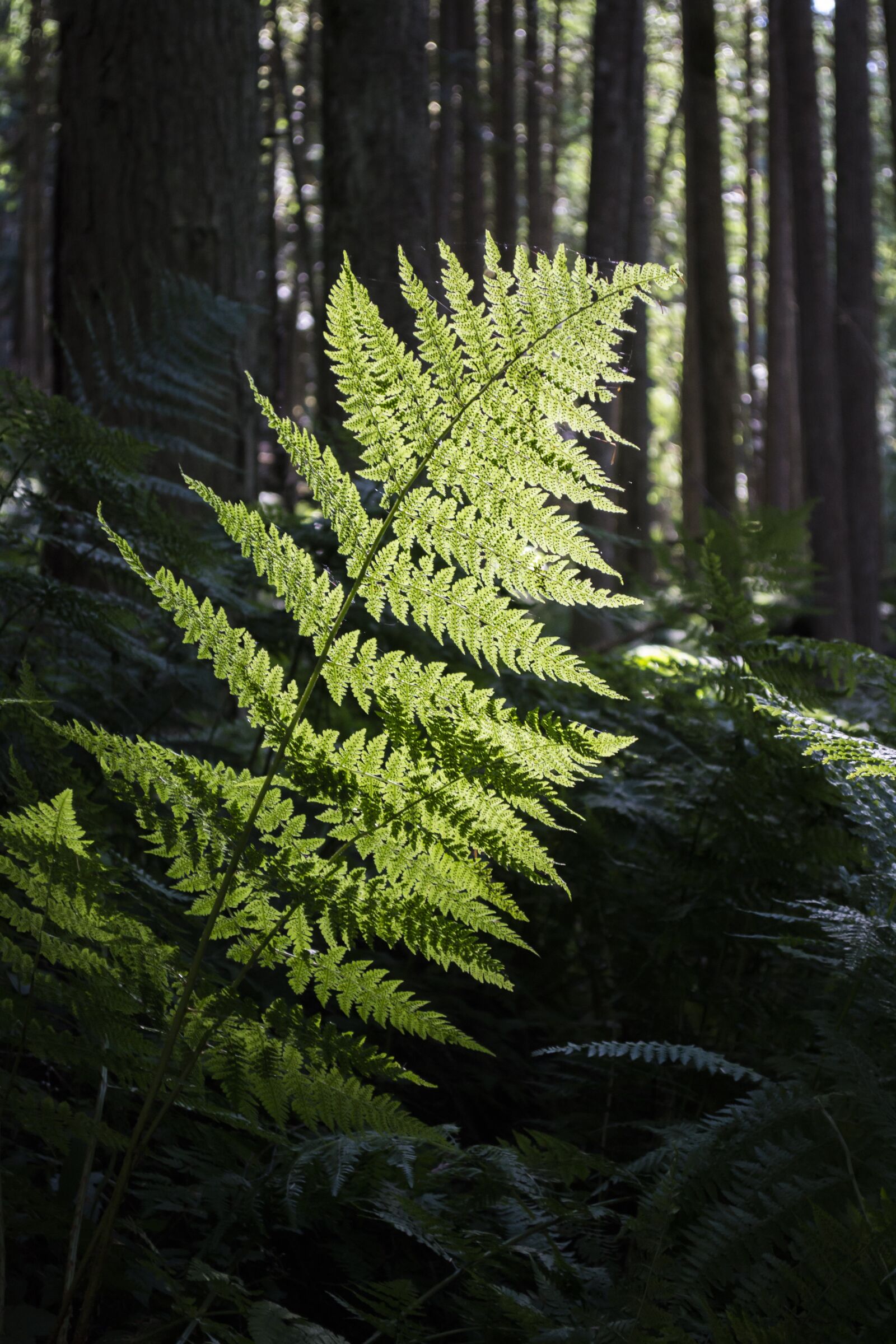Nikon D3100 sample photo. Forest, path, magic photography