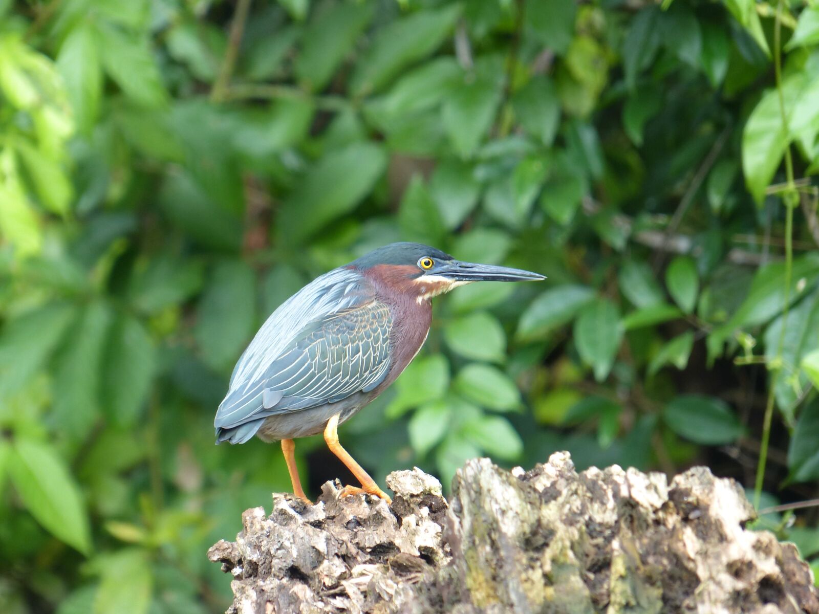 Panasonic Lumix DMC-FZ200 sample photo. Even virescens, green heron photography