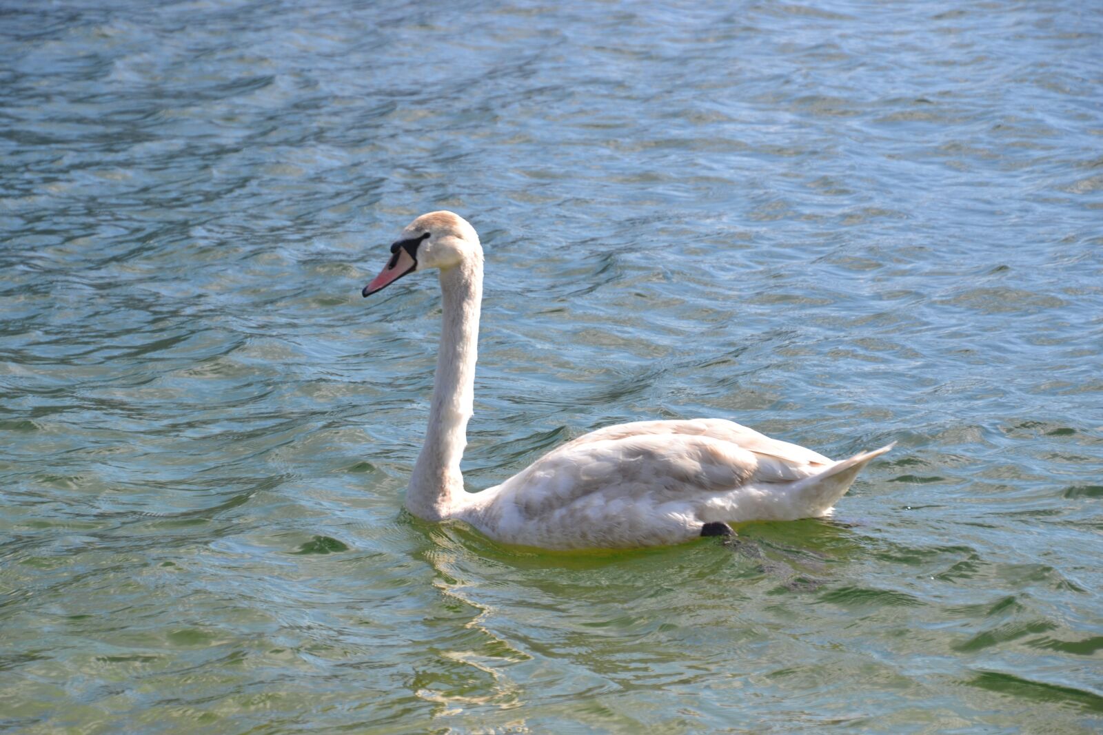 Nikon D3100 sample photo. Swan, young swan, water photography