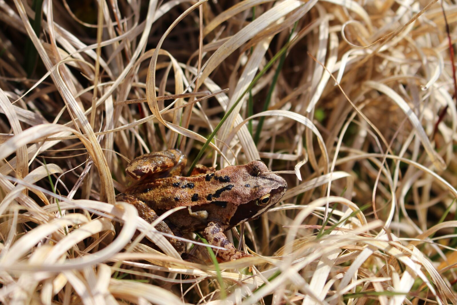 Canon EOS 700D (EOS Rebel T5i / EOS Kiss X7i) sample photo. Frog, animal, amphibian photography