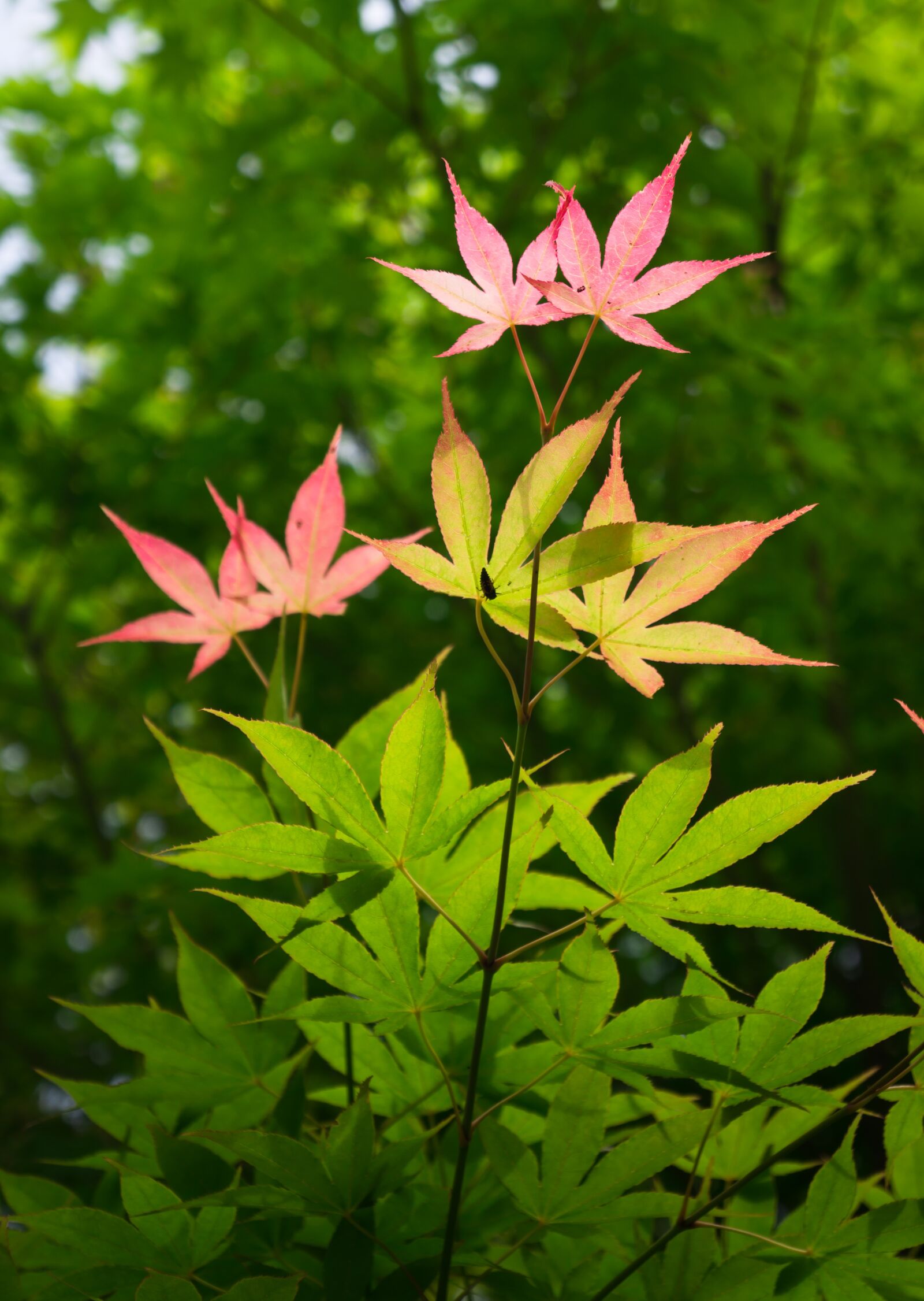 Sony Alpha NEX-5N sample photo. Nature, plants, leaf photography