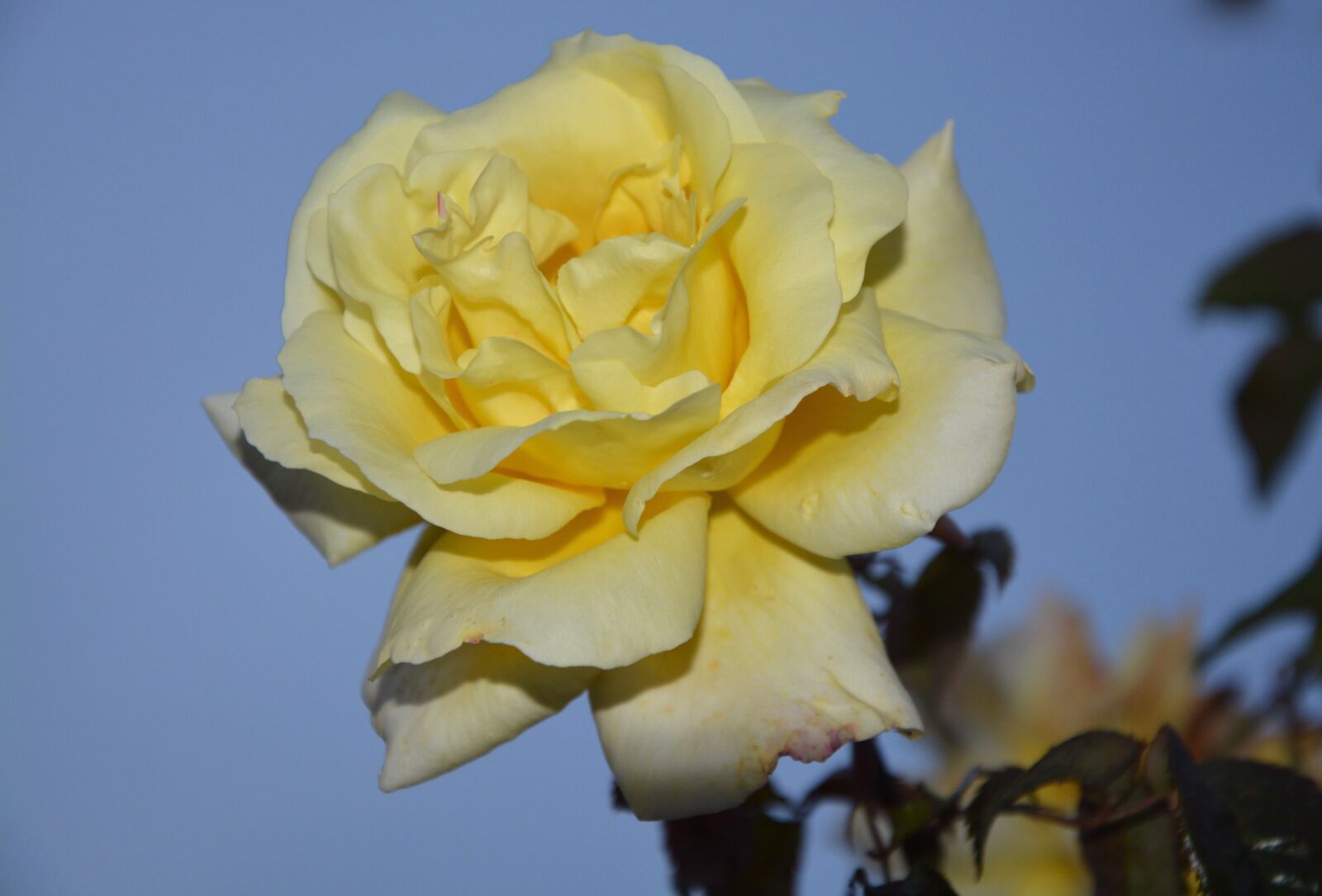 Nikon D5200 sample photo. Flower, pink, yellow rose photography
