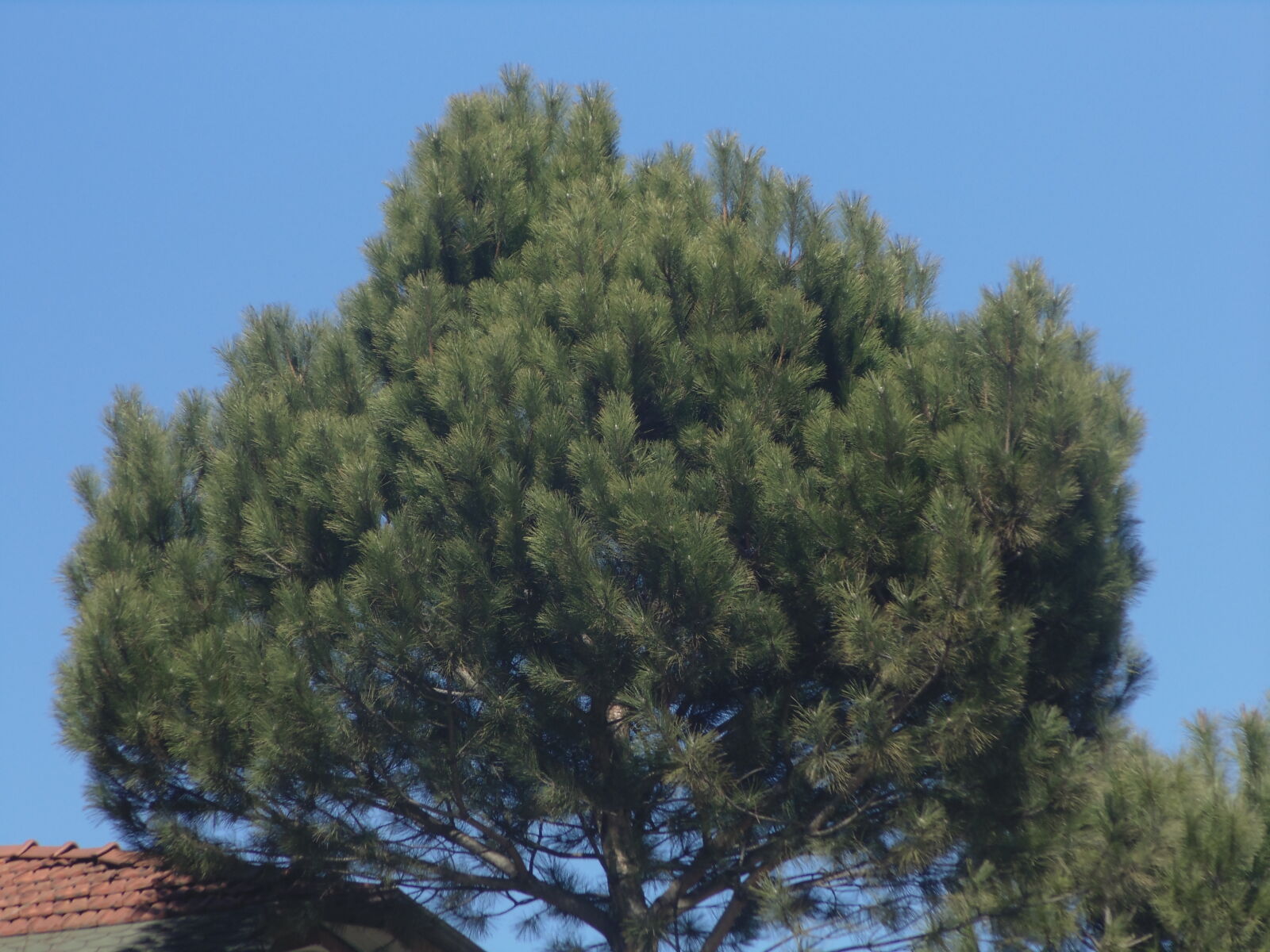 Sony DSC-H100 sample photo