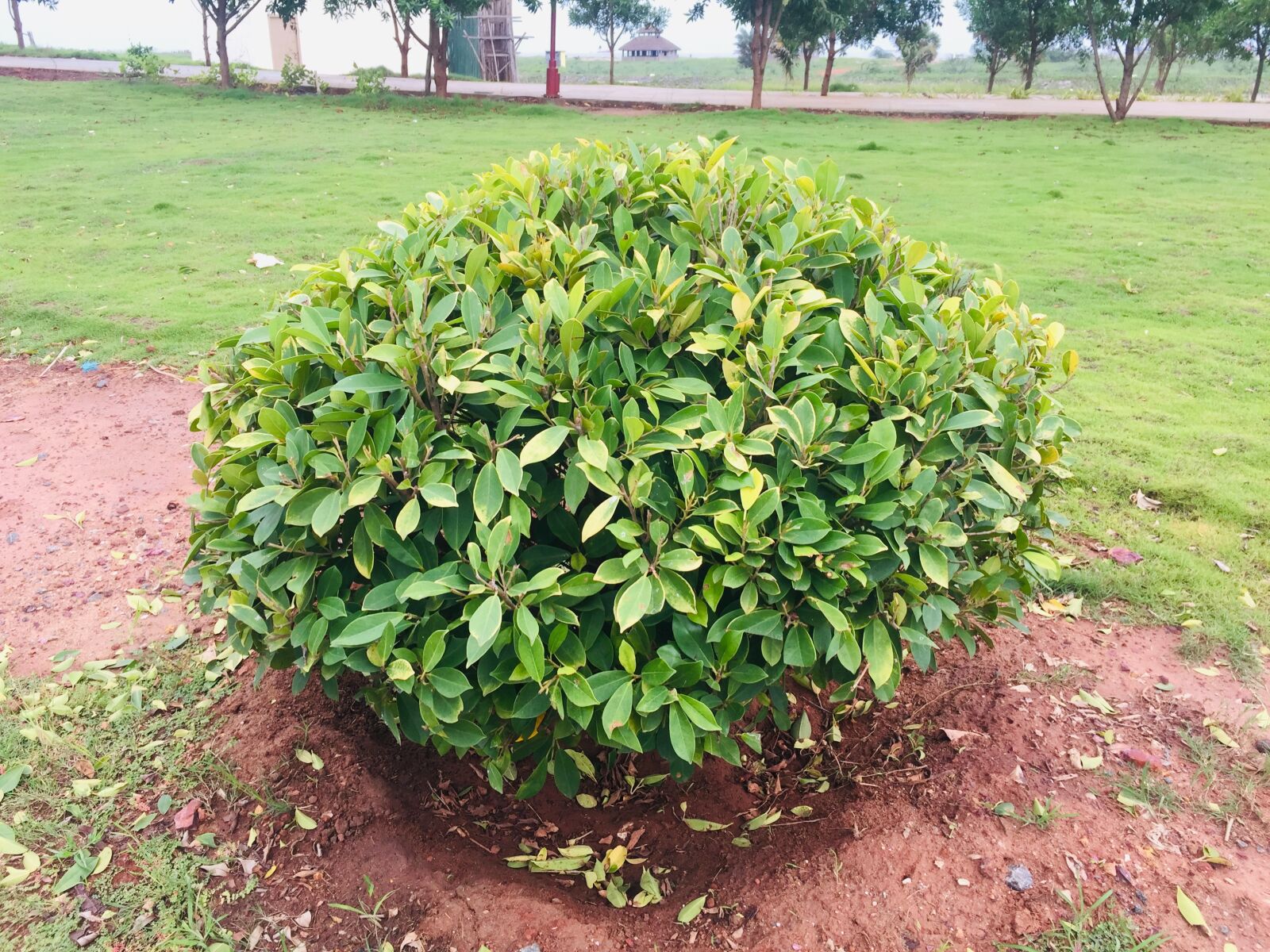 iPhone 6 Plus back camera 4.15mm f/2.2 sample photo. Plant, bush, nature photography