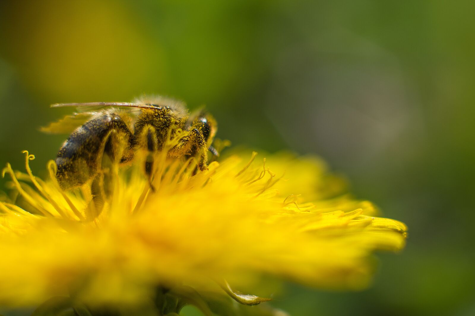 Nikon D7200 sample photo. Bee, dandelion, flower photography