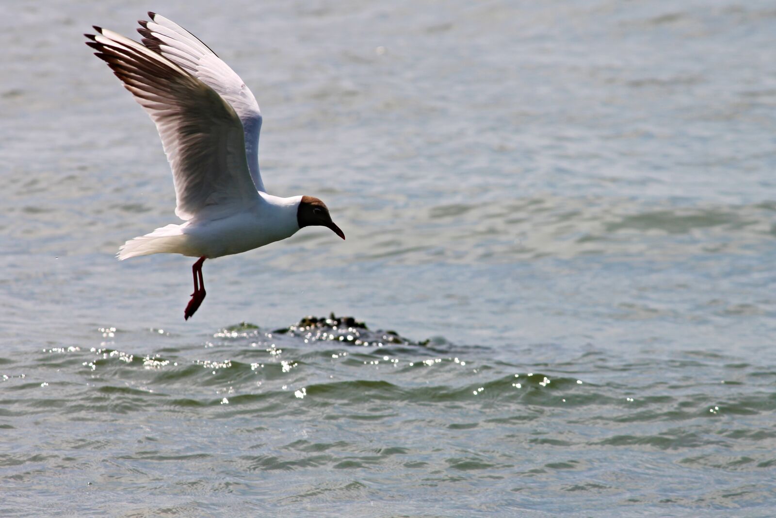 Canon EOS 1100D (EOS Rebel T3 / EOS Kiss X50) sample photo. Black headed gull, seagull photography