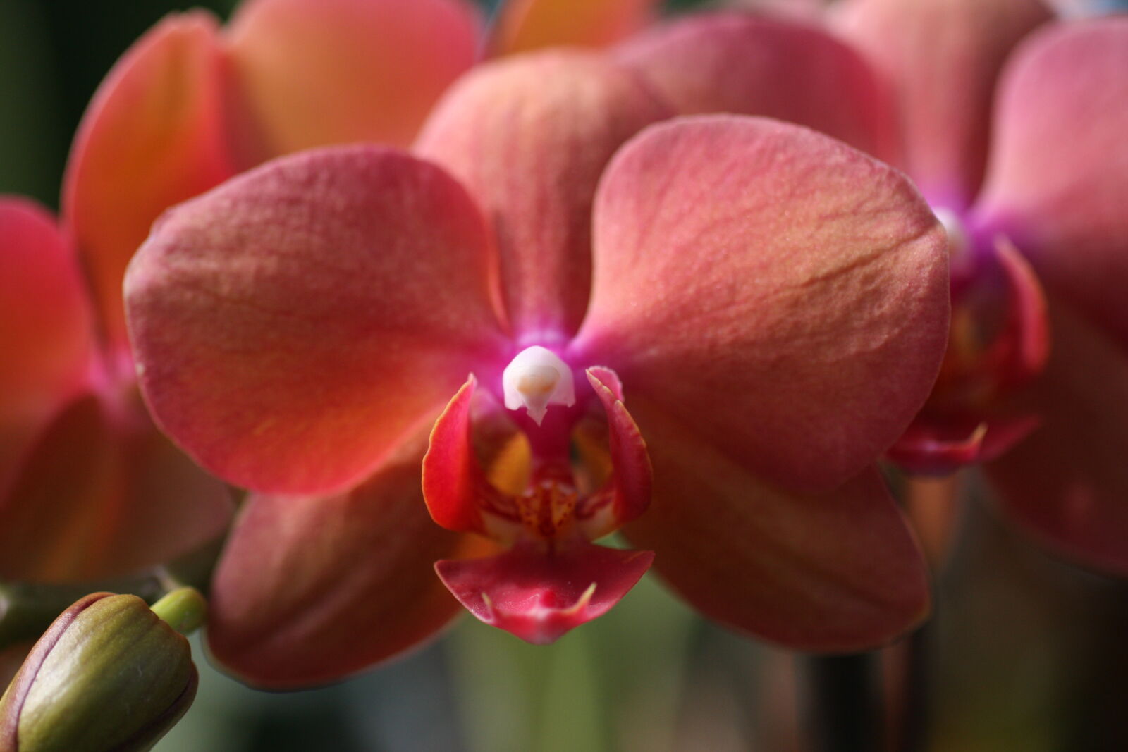 Sigma 50mm f/2.8 EX sample photo