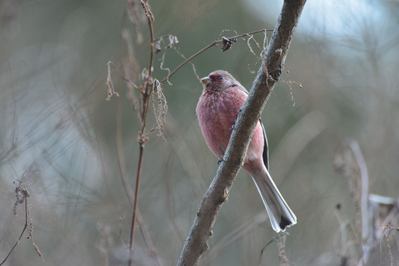Nikon D800 sample photo. Natural, wild animals, bird photography