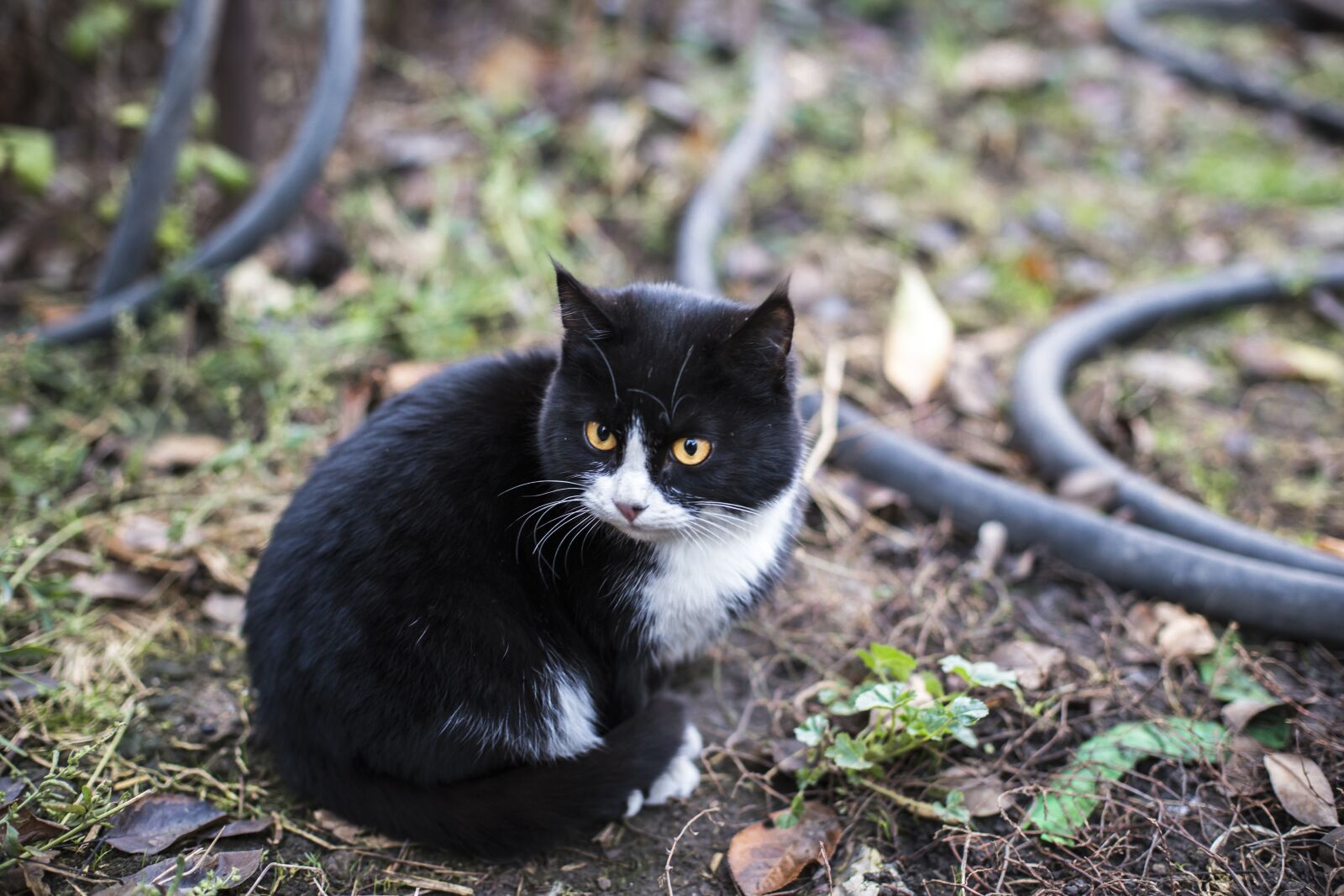 Canon EOS 6D + Canon EF 50mm F1.4 USM sample photo. Nature, animals, cute photography