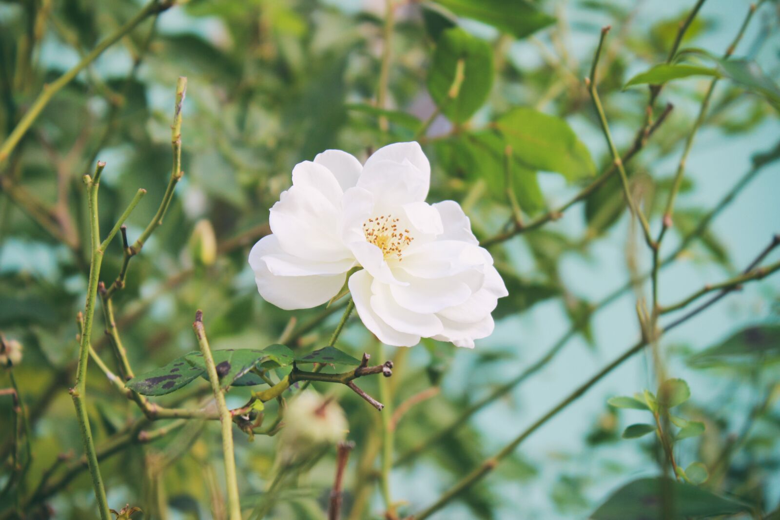Canon EOS 600D (Rebel EOS T3i / EOS Kiss X5) sample photo. Flower, green, ker photography