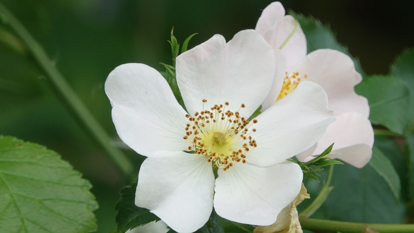 Sony Cyber-shot DSC-RX10 III sample photo. Wild rose, field, nature photography