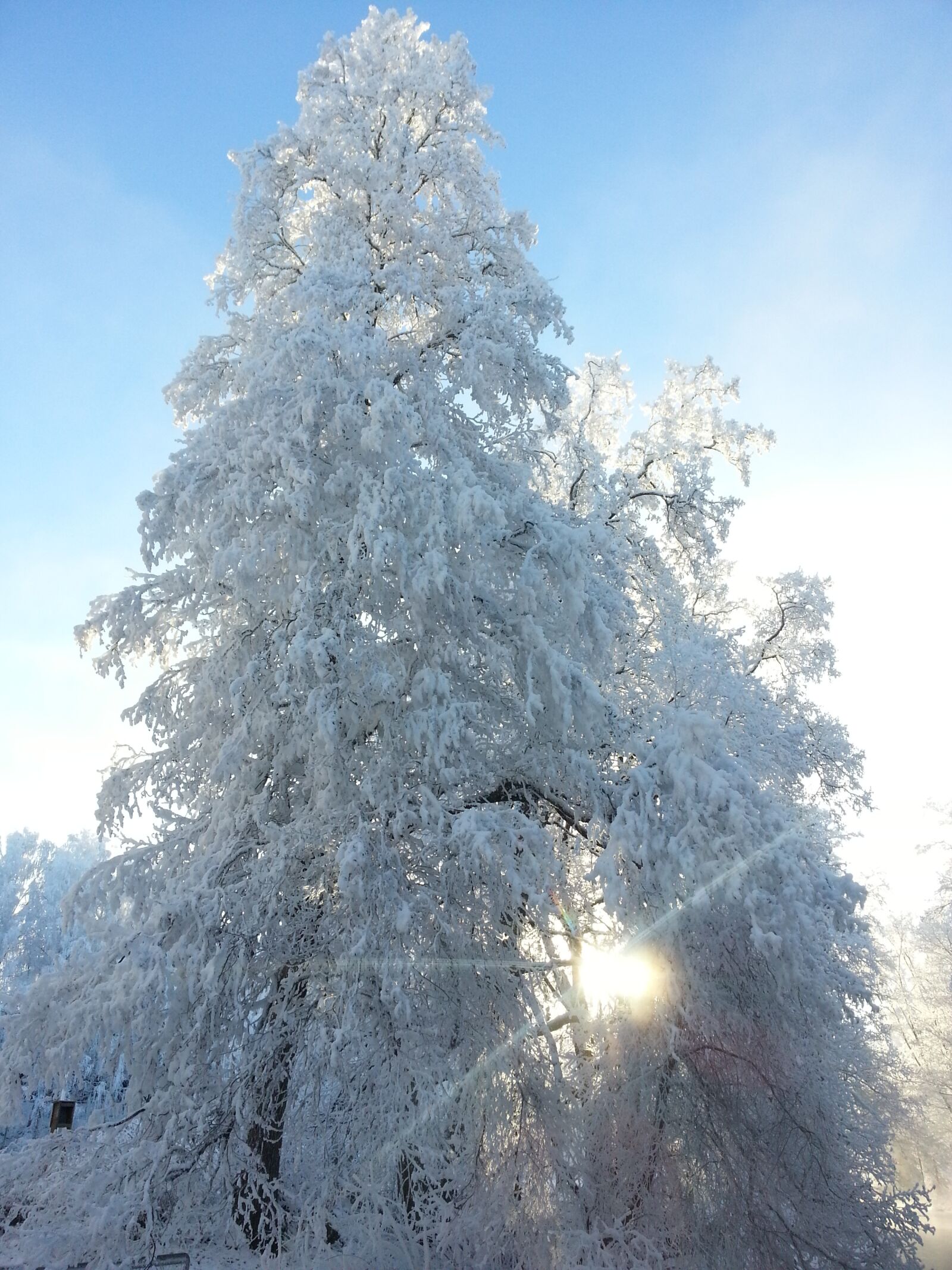 Samsung Galaxy S3 sample photo. Winter, sun, tree photography