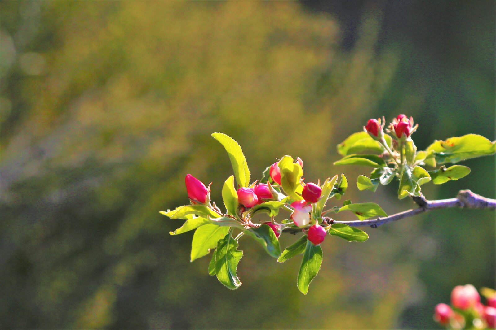 Canon EOS 5D Mark III sample photo. Flower, spring, nature photography