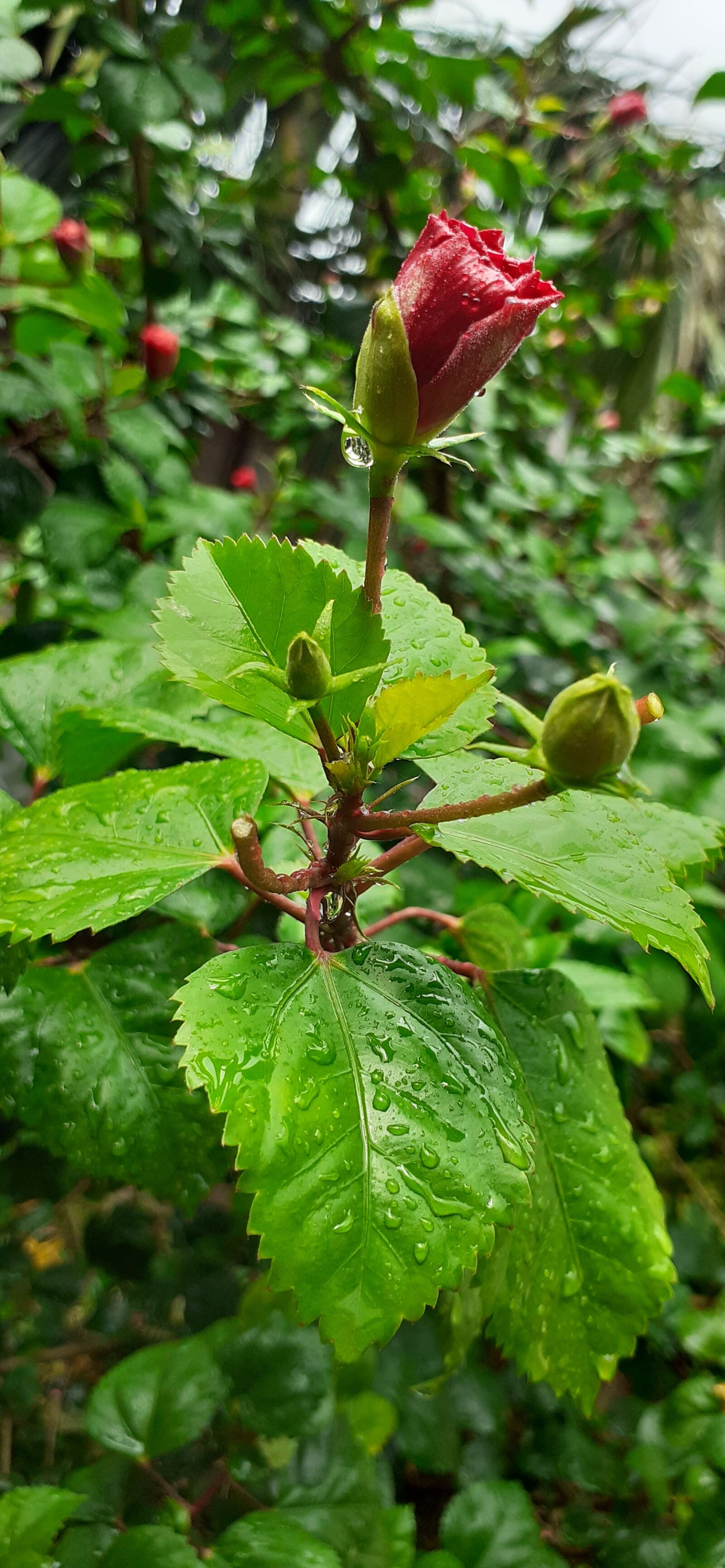 Samsung SM-M205F sample photo. Nature, rose merry, flower photography