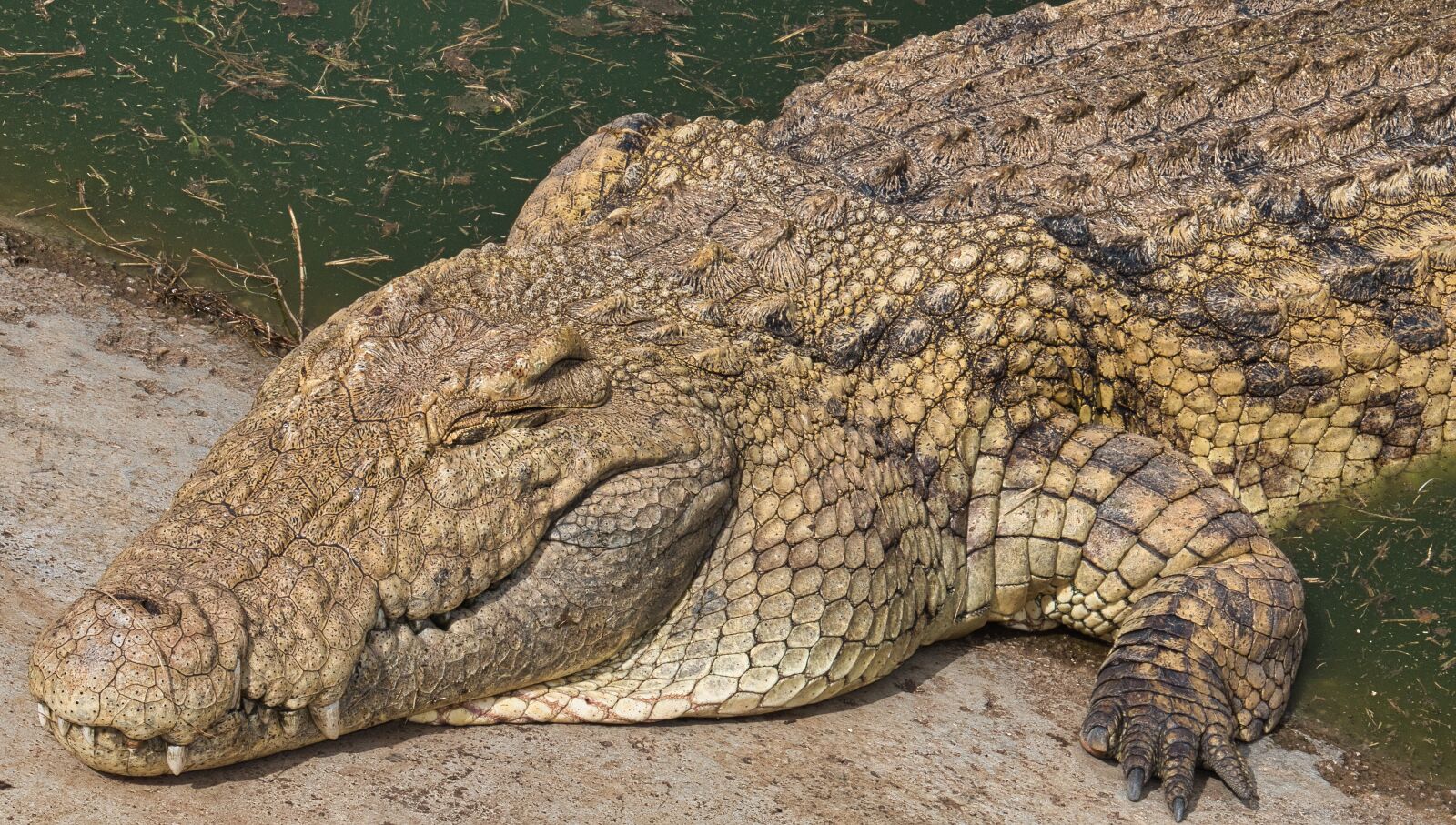 Canon EOS 70D sample photo. Crocodile, reptile, scales photography