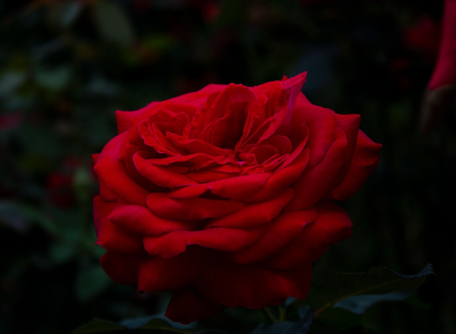 Canon EOS 2000D (EOS Rebel T7 / EOS Kiss X90 / EOS 1500D) sample photo. Rose, twilight, flower photography