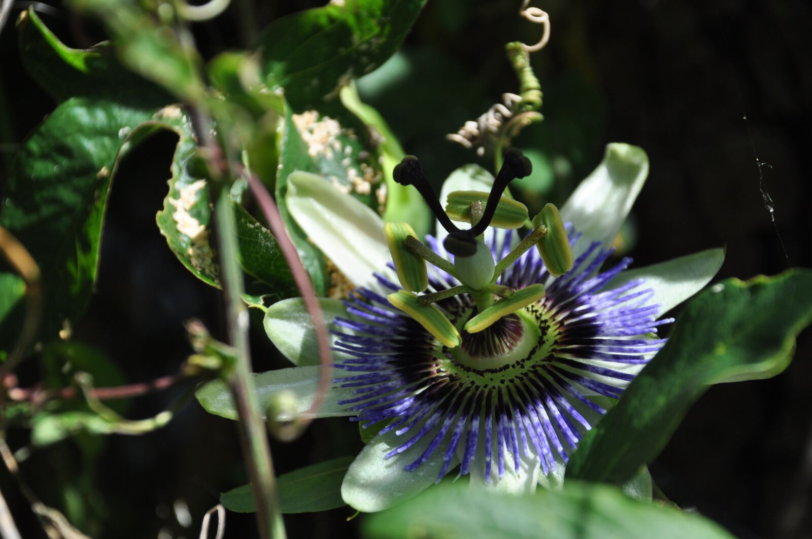 Nikon D90 sample photo. Passionflower, flower of passion photography