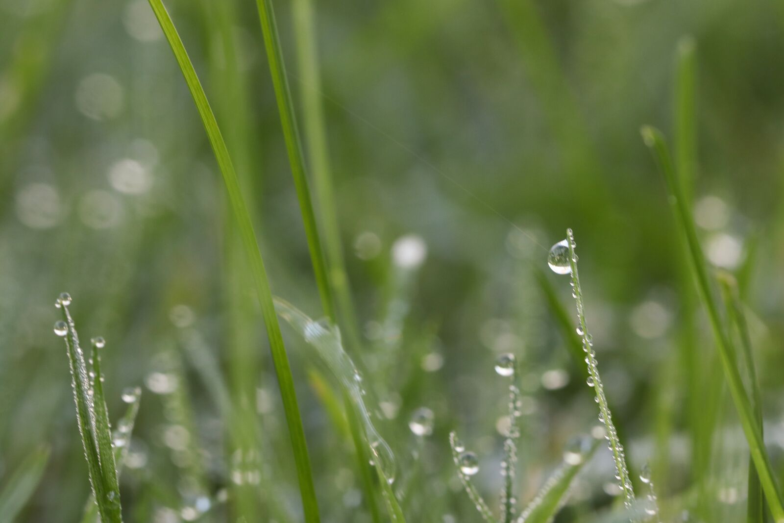 Canon EOS 7D Mark II sample photo. Grass, waterdrop, autumn photography