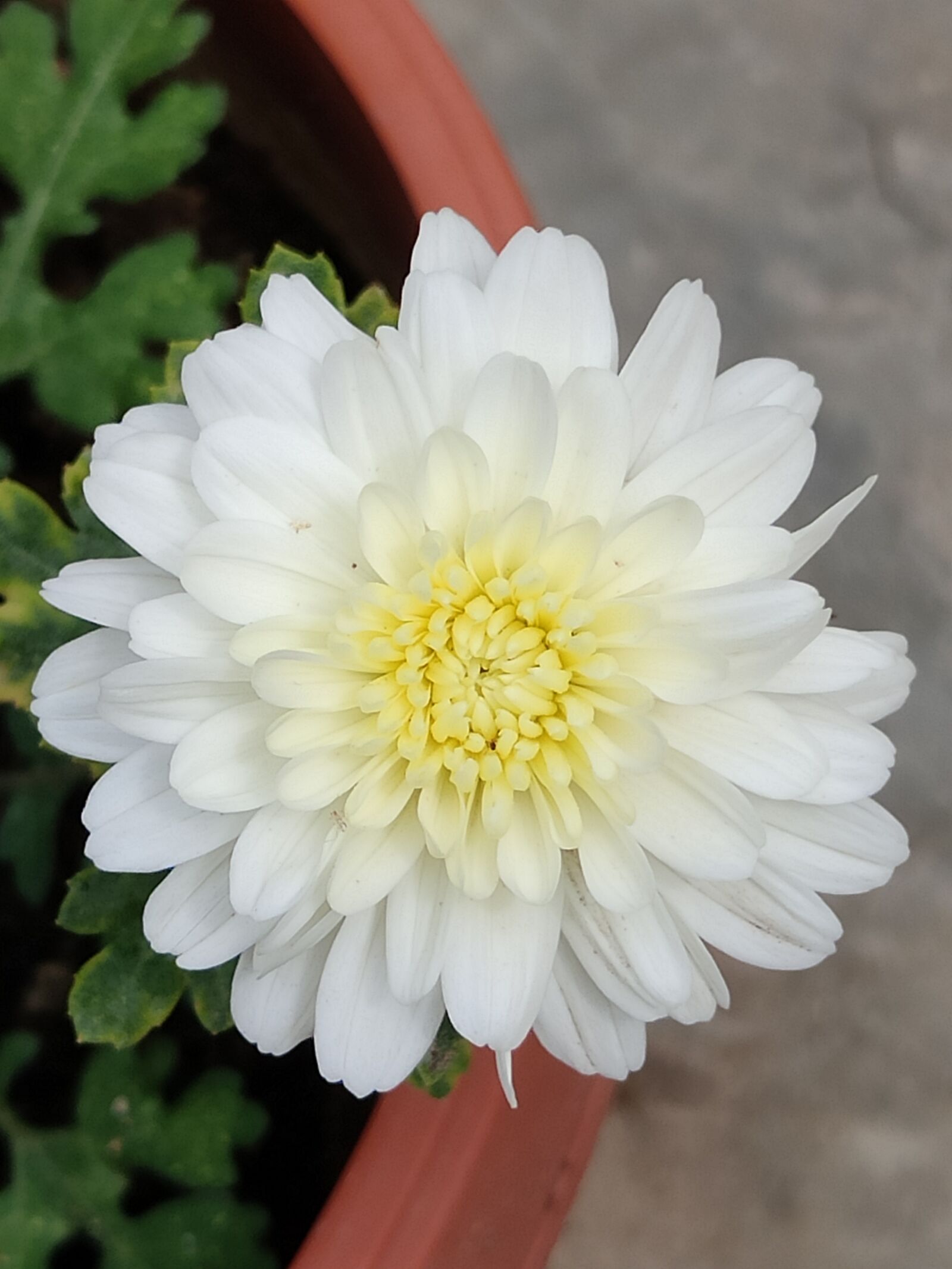 Xiaomi Redmi Note 7 Pro sample photo. White flower, flower, white photography