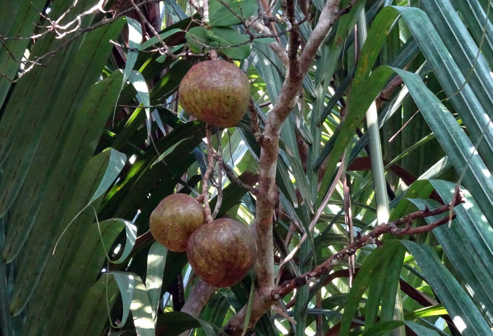 Sony Cyber-shot DSC-HX90V sample photo. Fruit, dhundhul, dhundal tree photography