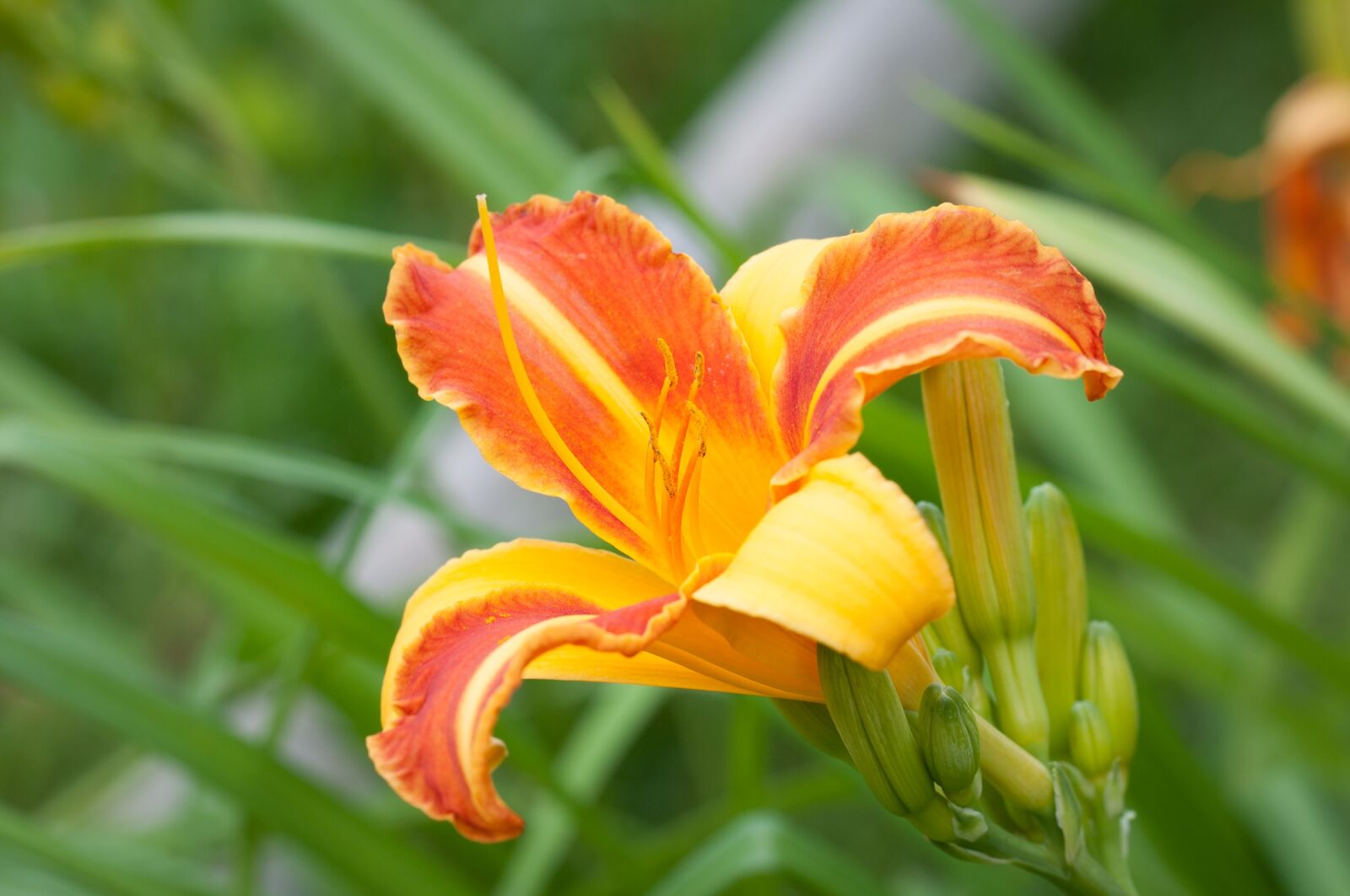 Nikon D90 sample photo. Daylily, grass tree family photography