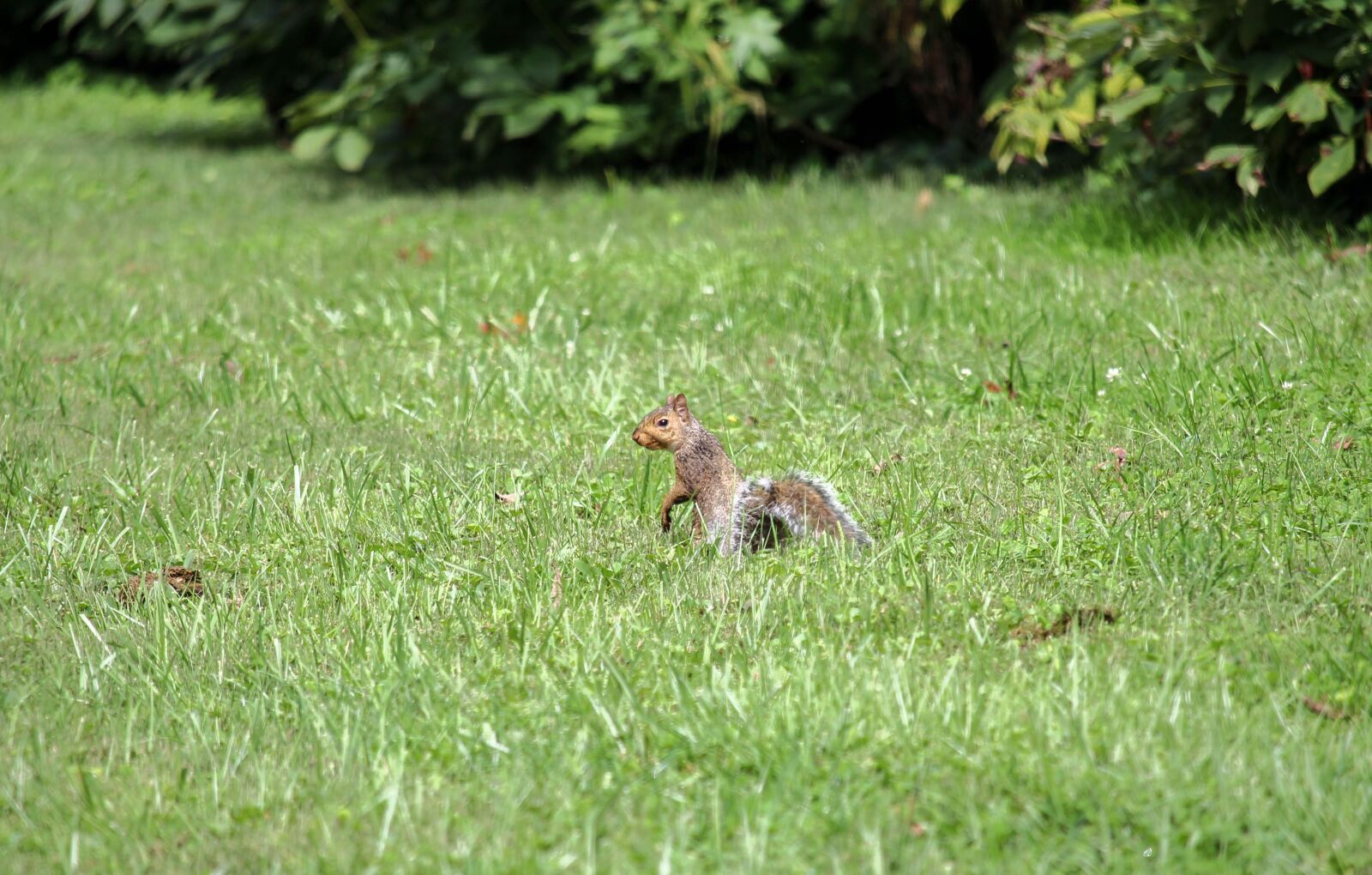 Canon EOS 700D (EOS Rebel T5i / EOS Kiss X7i) sample photo. Grass, nature, animal photography