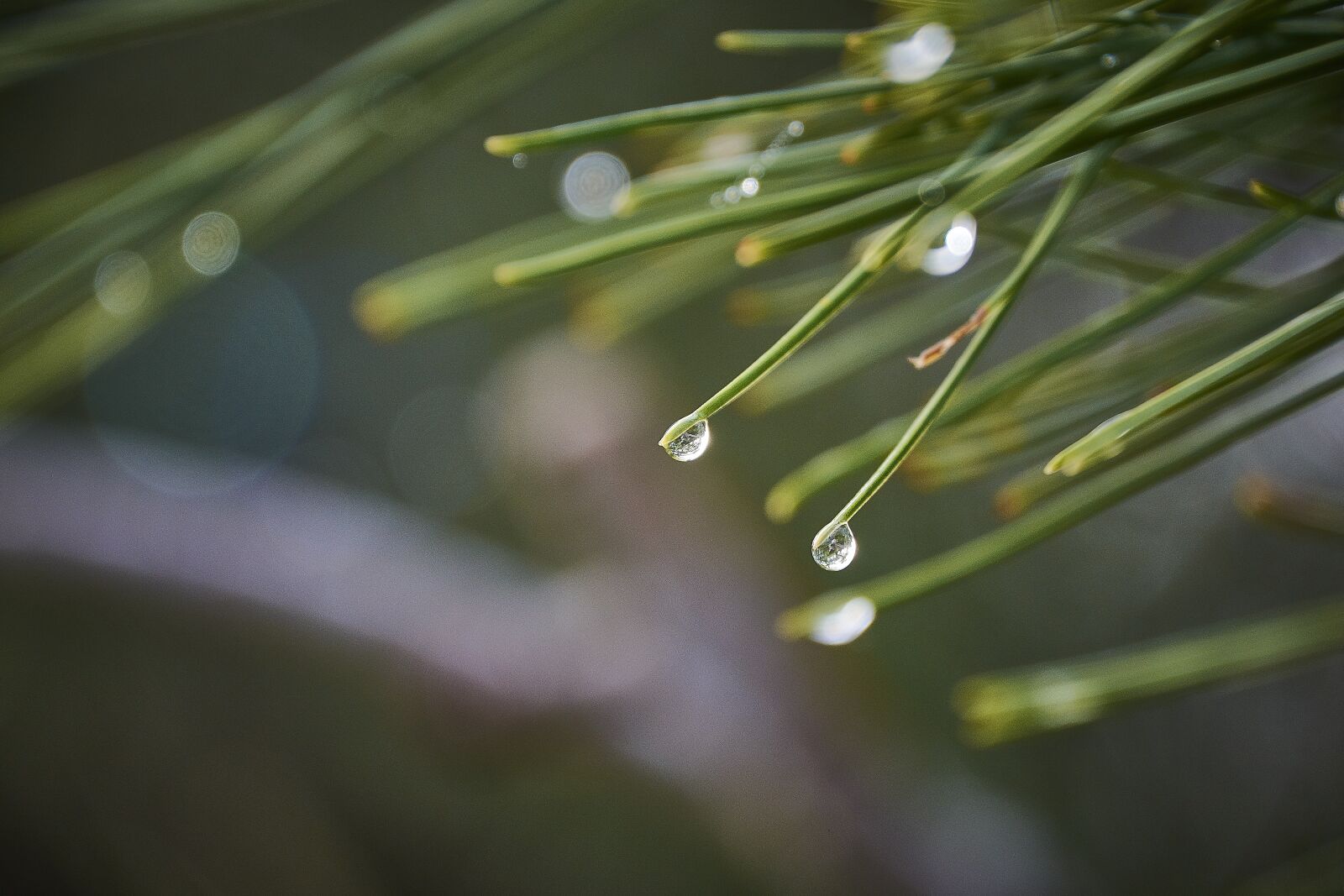 Nikon D7200 sample photo. Drops of water, moisture photography